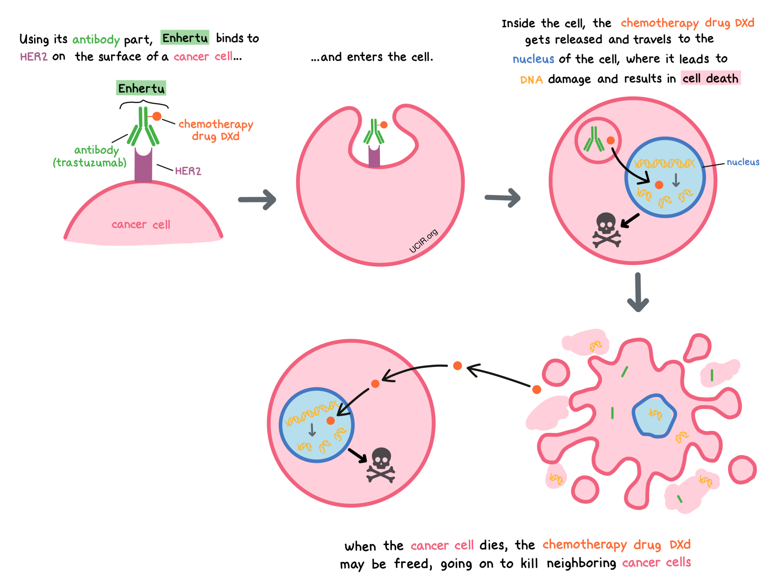 Illustration showing how Enhertu works