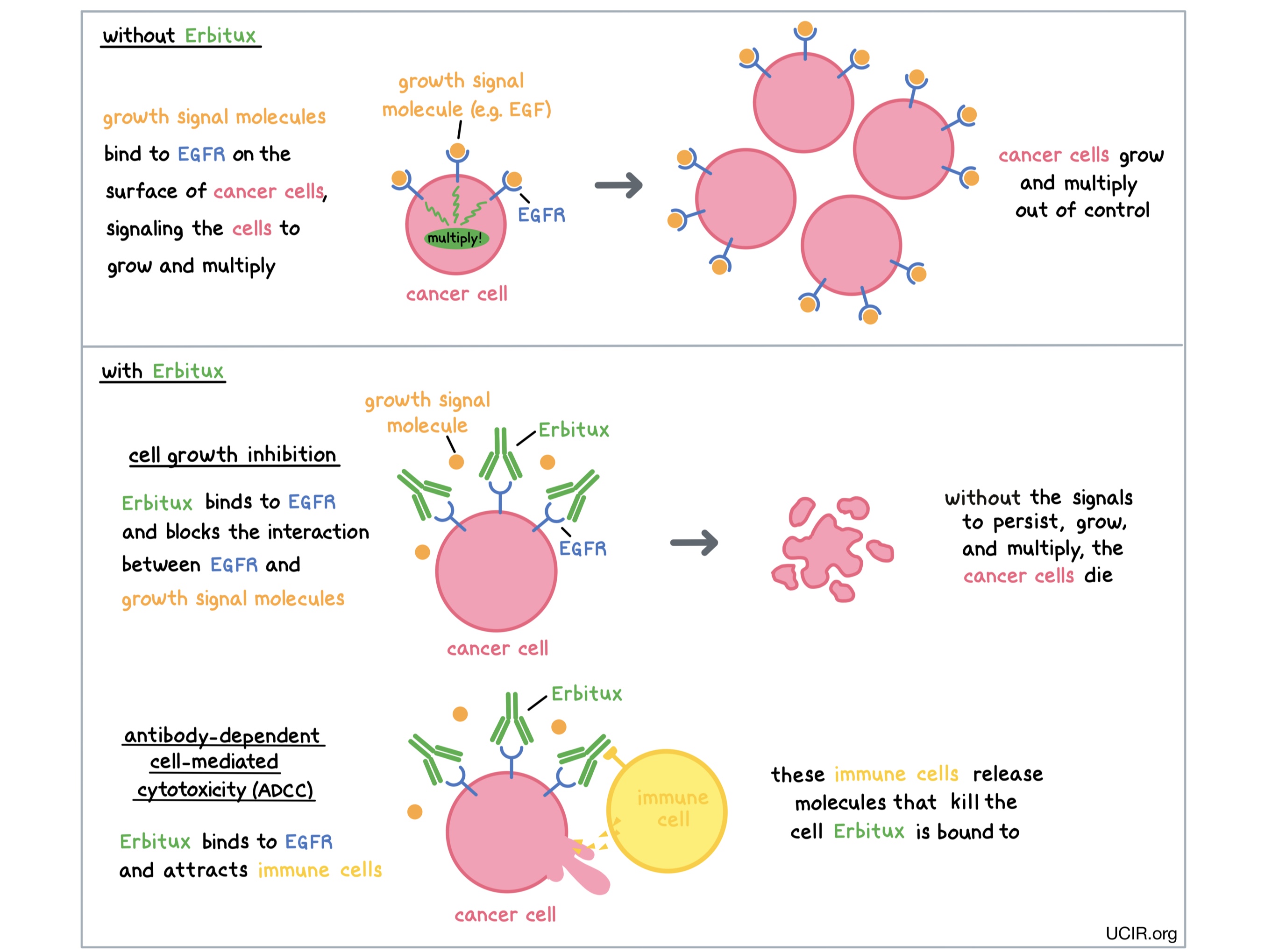 Illustration showing how Erbitux works