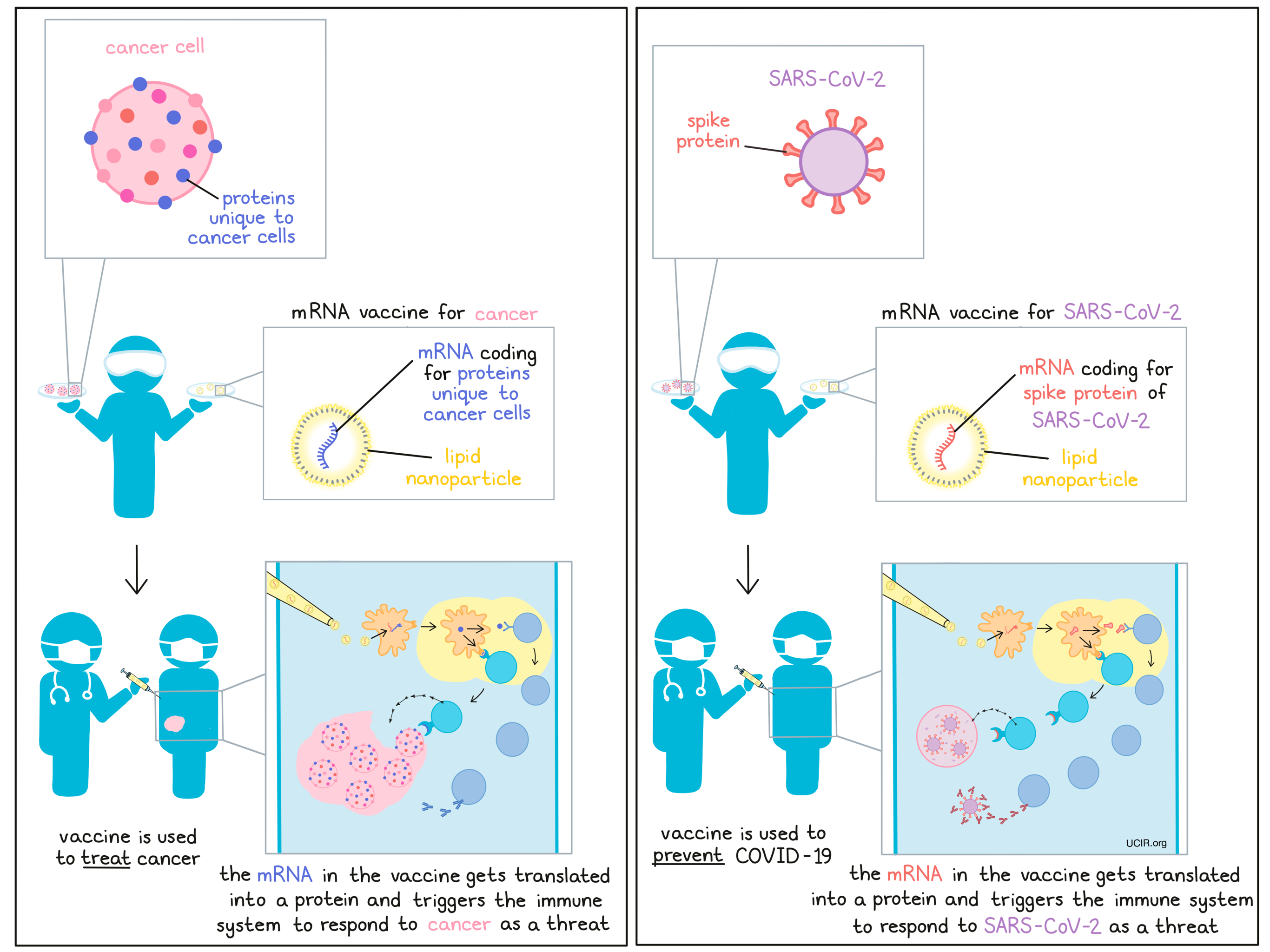 mRNA vaccines: from cancer immunotherapy to COVID-19