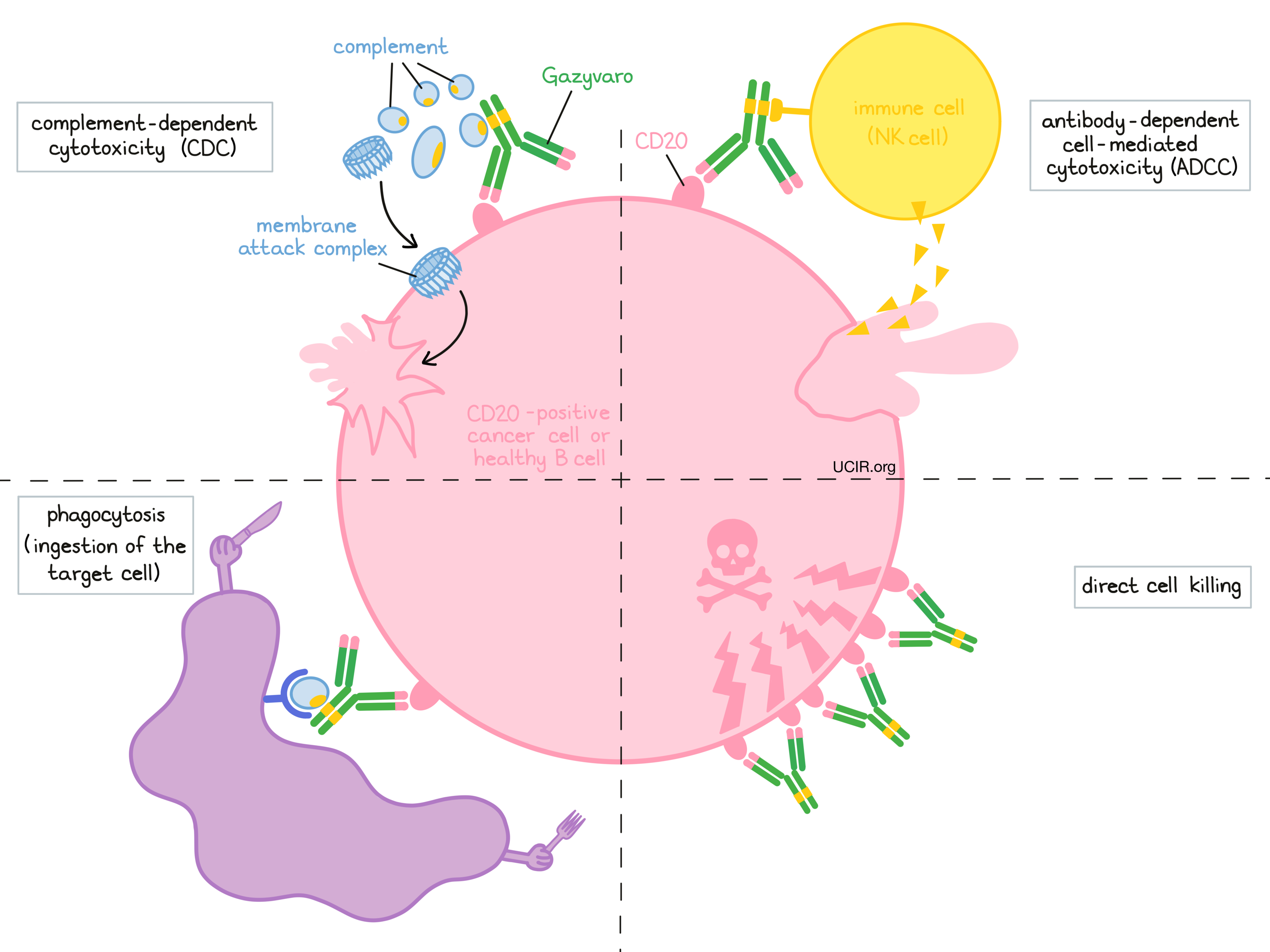 Illustration showing how Gazyvaro works