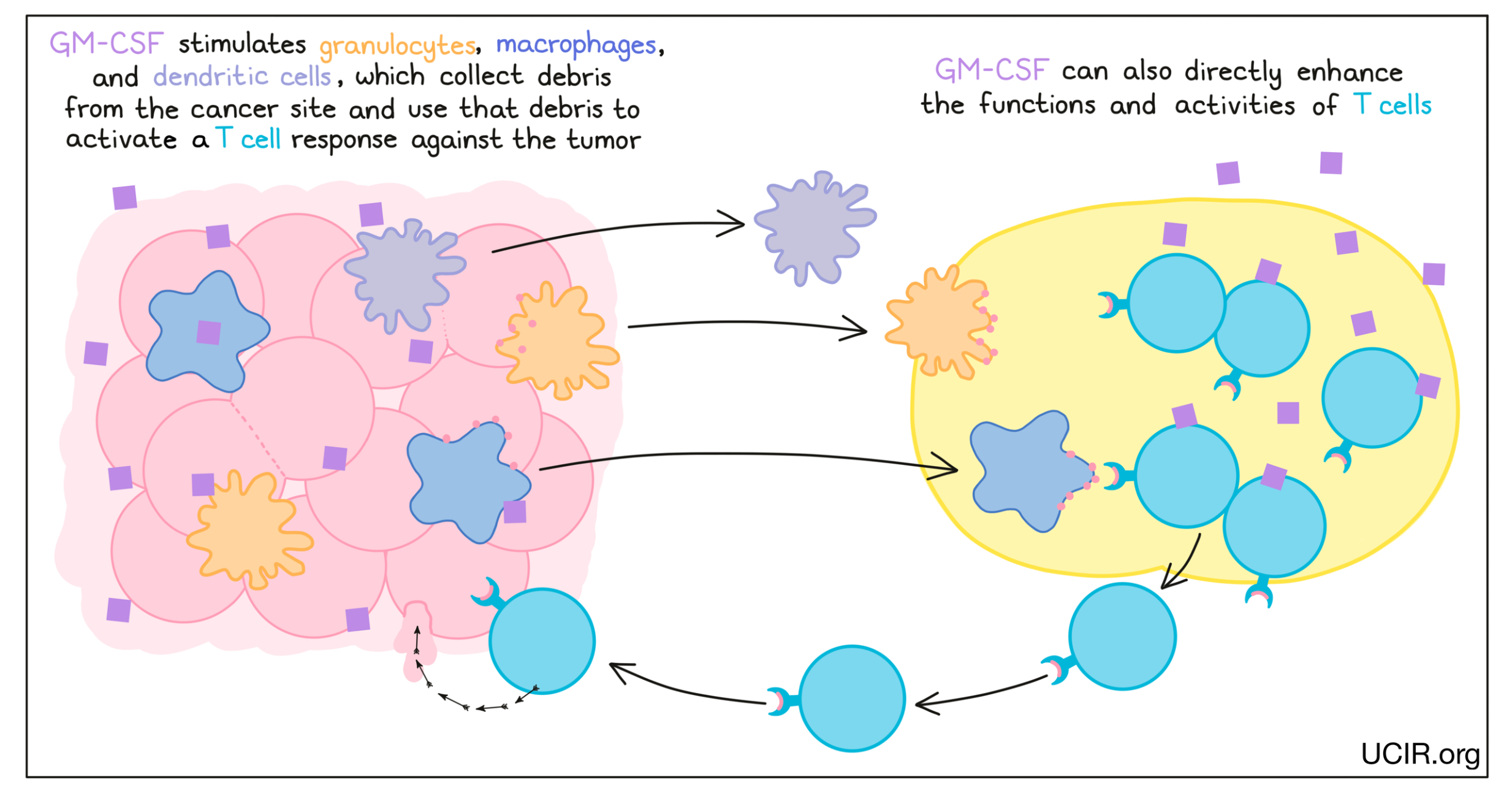 Illustration showing what GM-CSF does