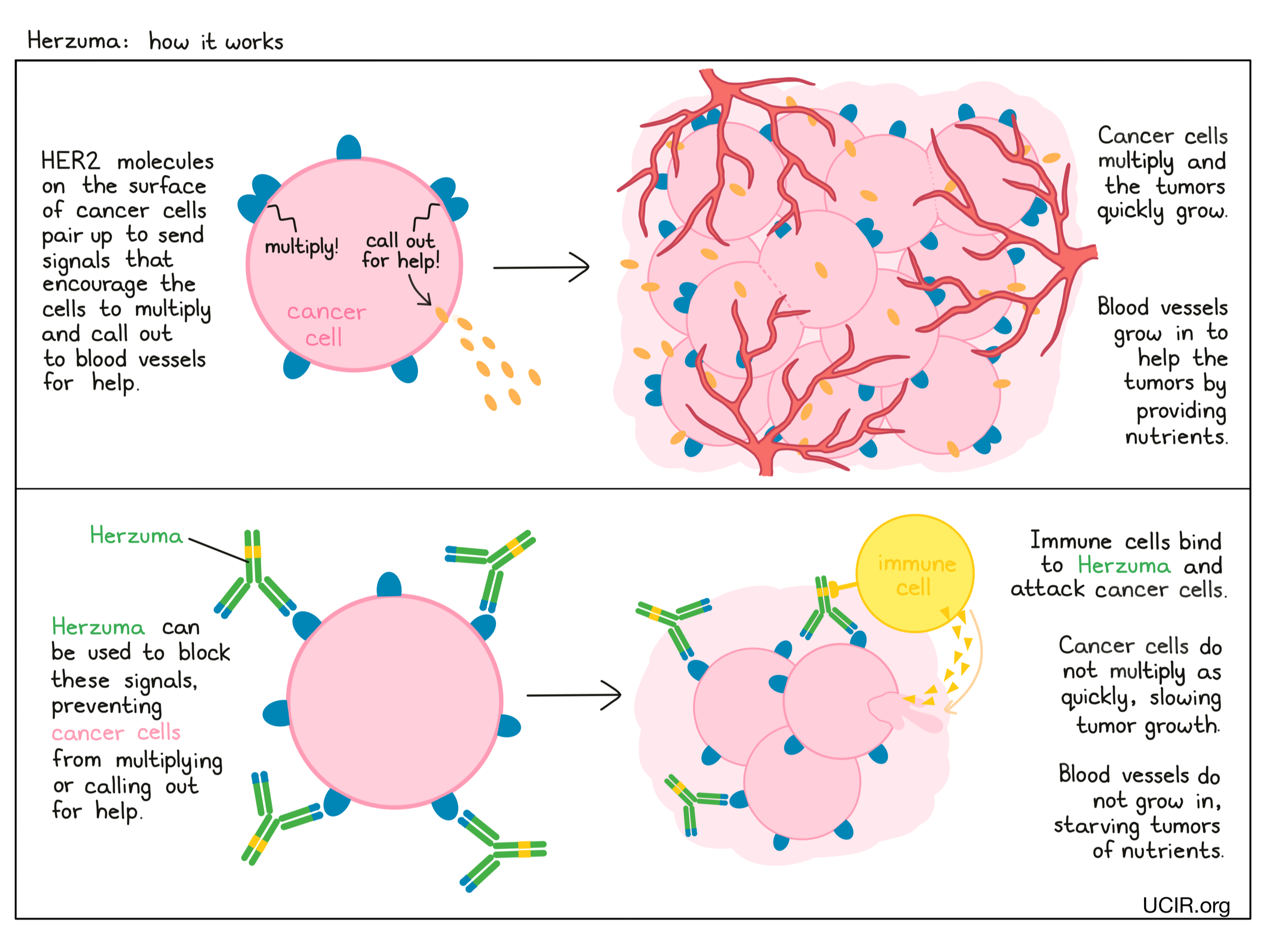 Illustration showing how Herzuma works