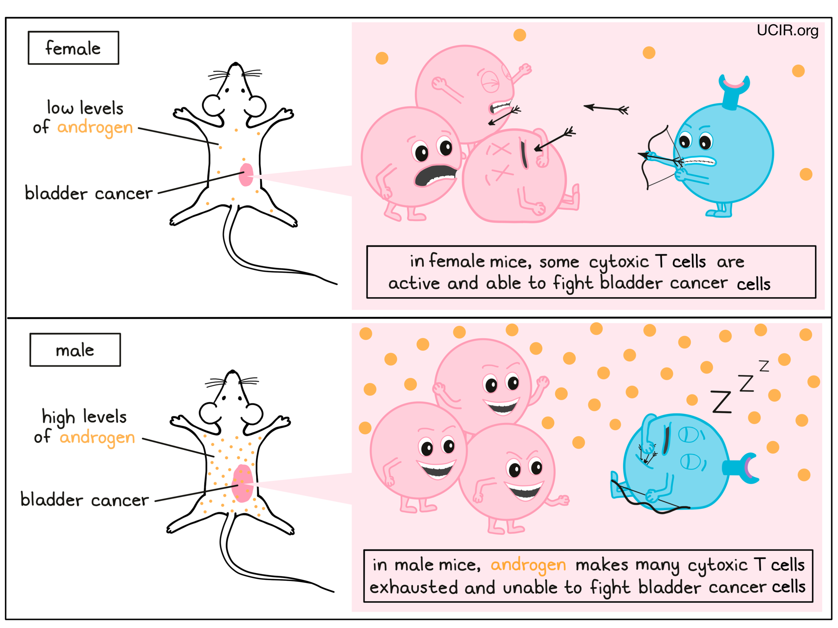 Hormones alter immunity, driving sex bias in cancer