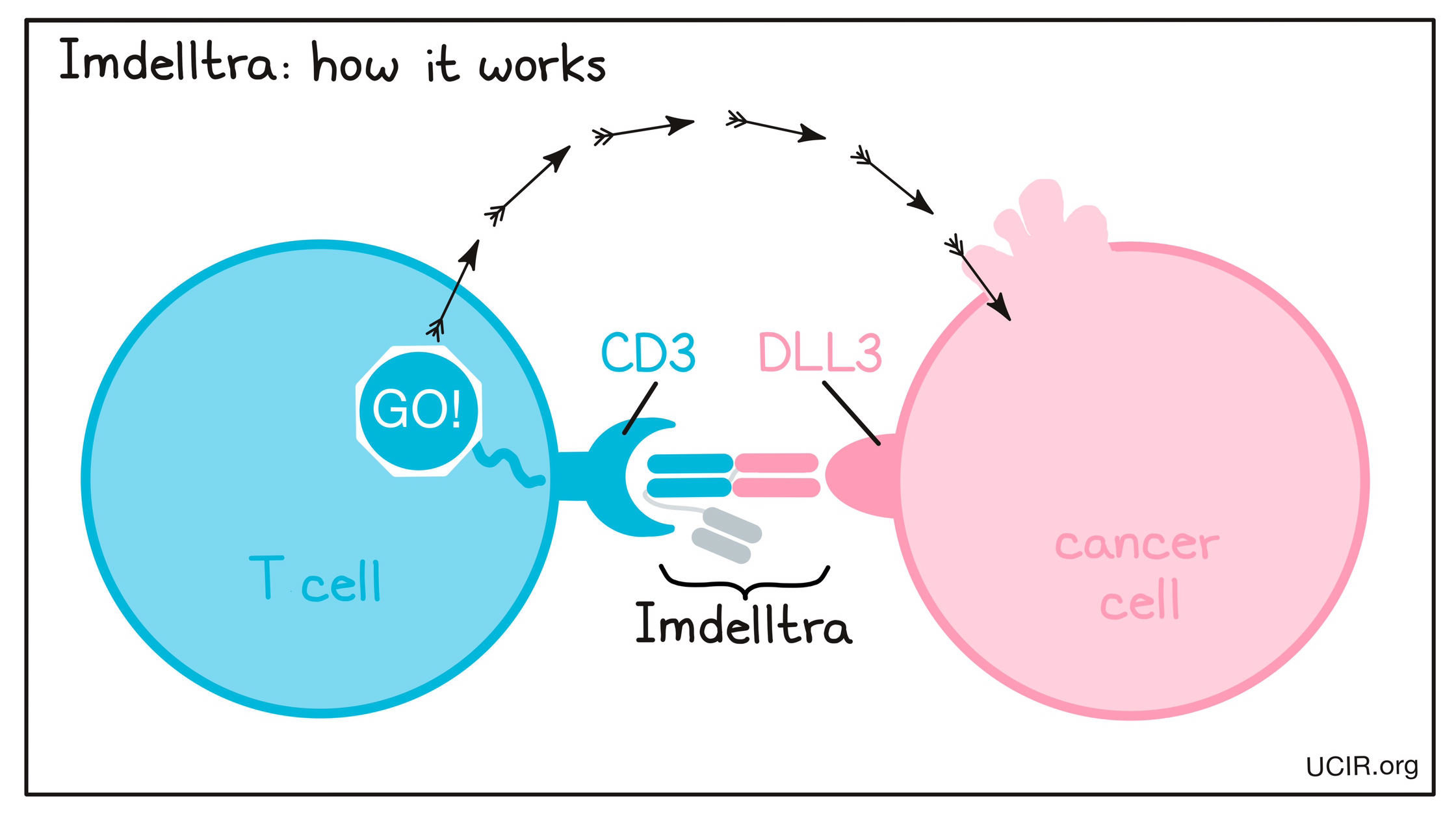 Illustration showing how Imdelltra works