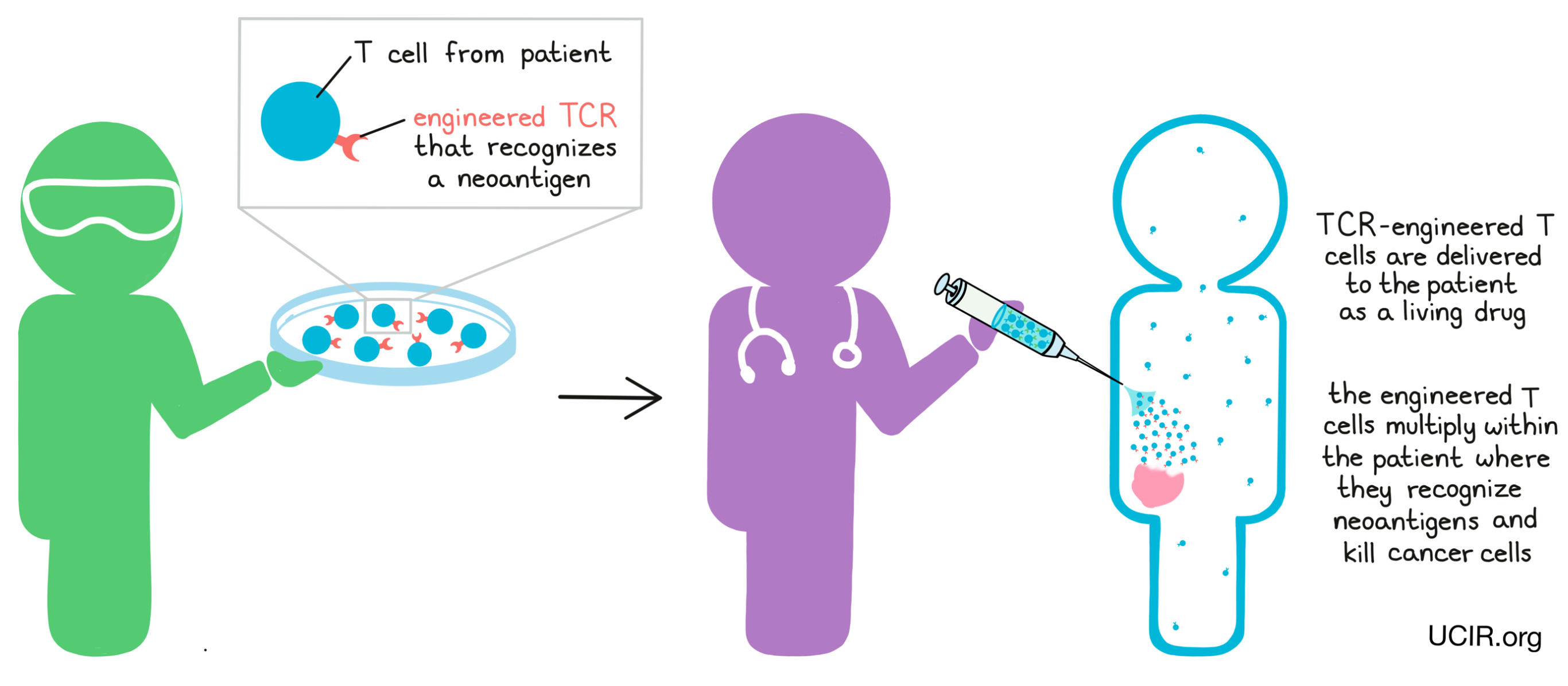 Illustration showing how T cell therapy works with TCR engineered in the lab