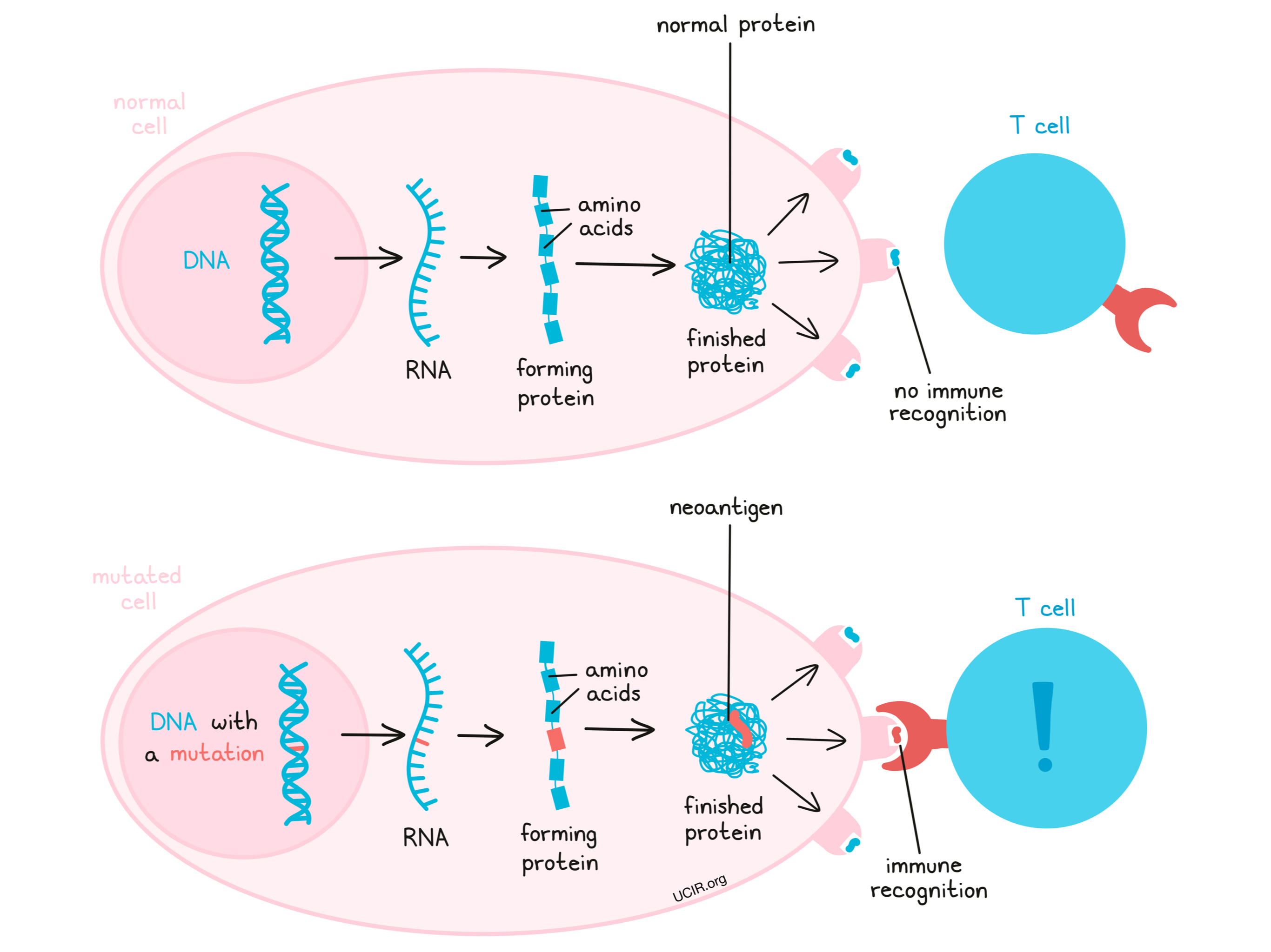 Illustration showing what's a neoantigen