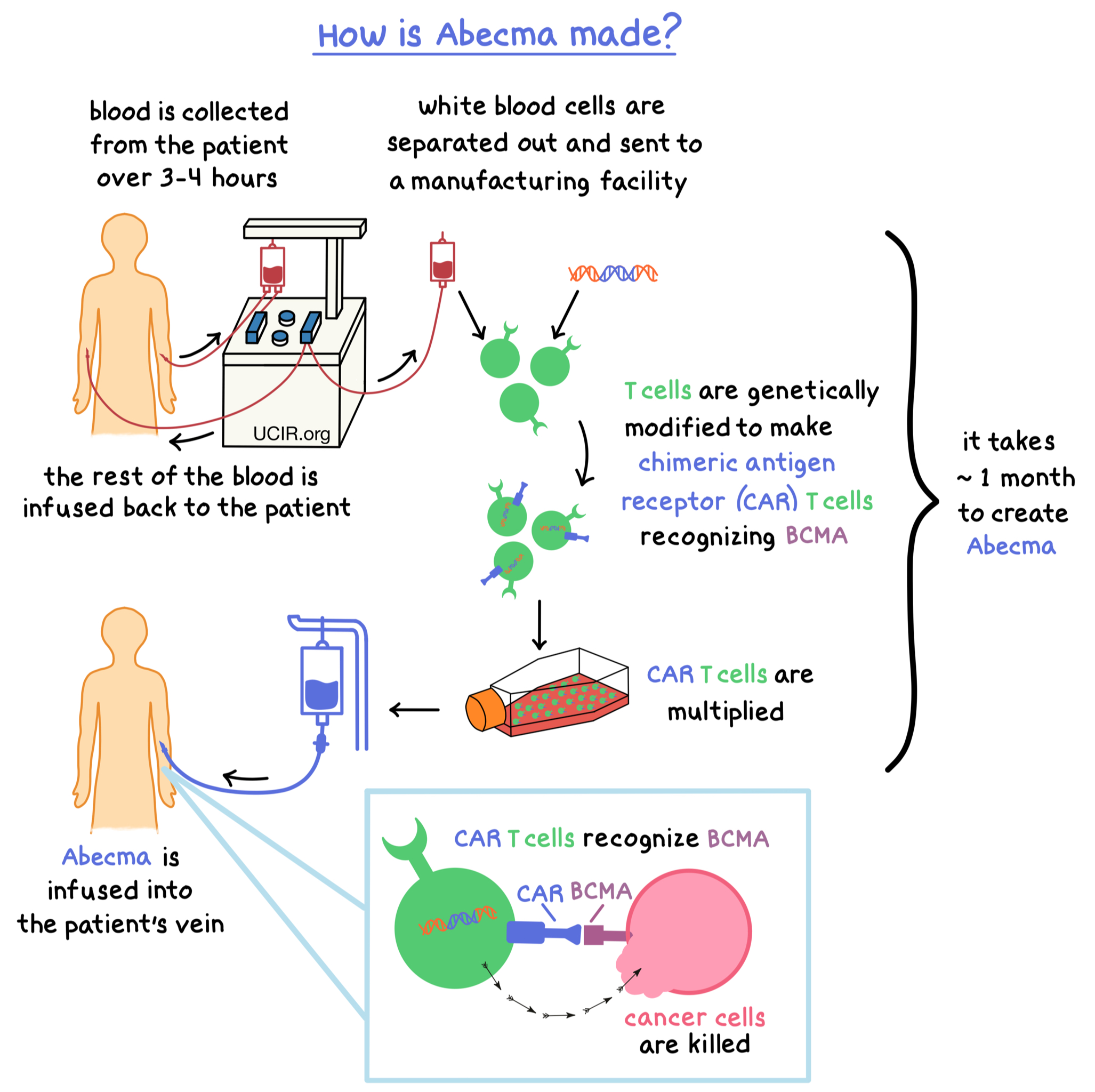 Illustration showing how is Abecma made