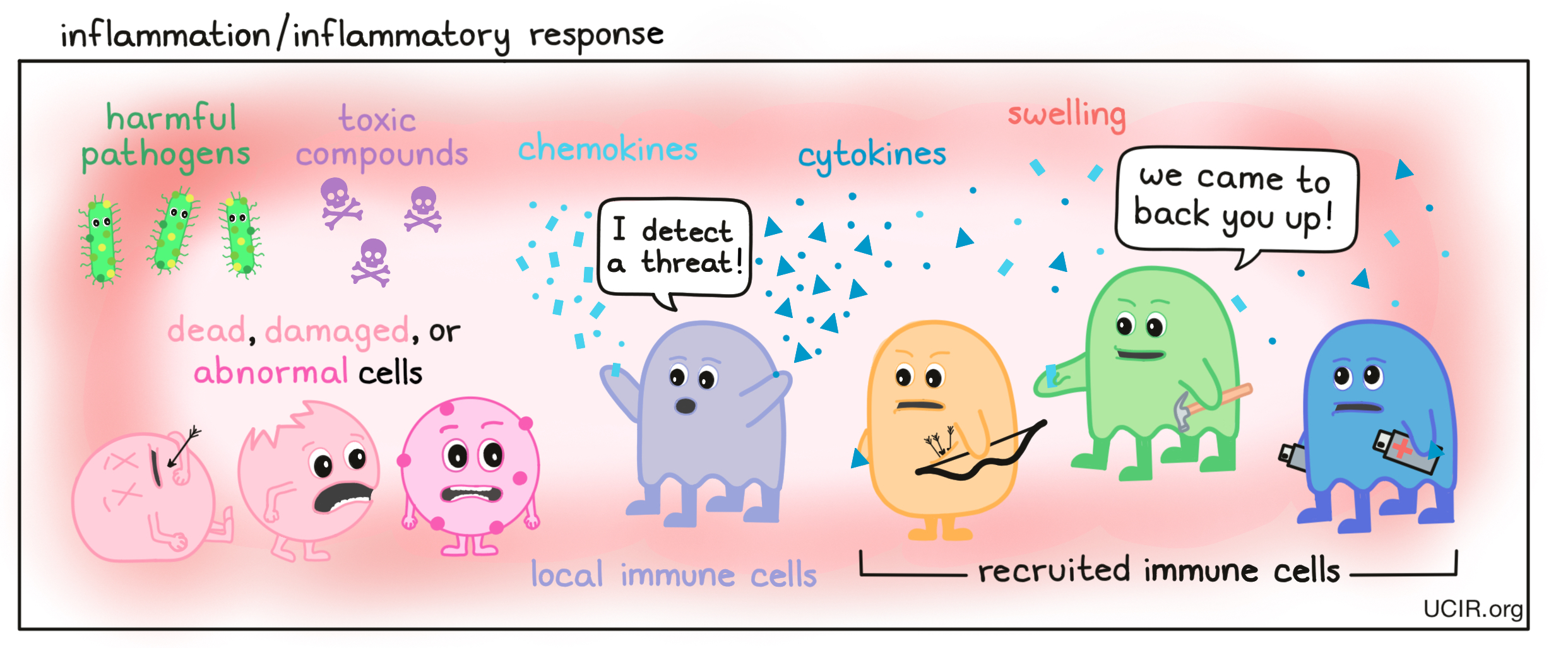 Inflammation illustrated