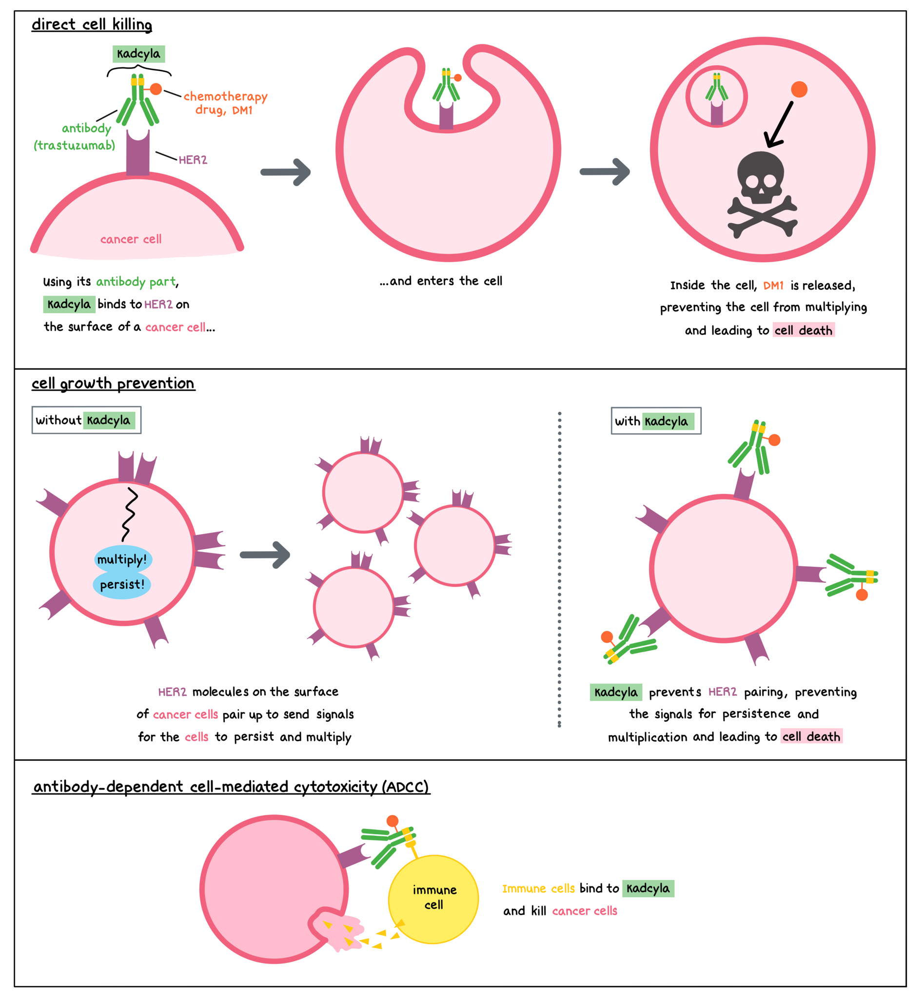 Illustration of how Kadcyla works