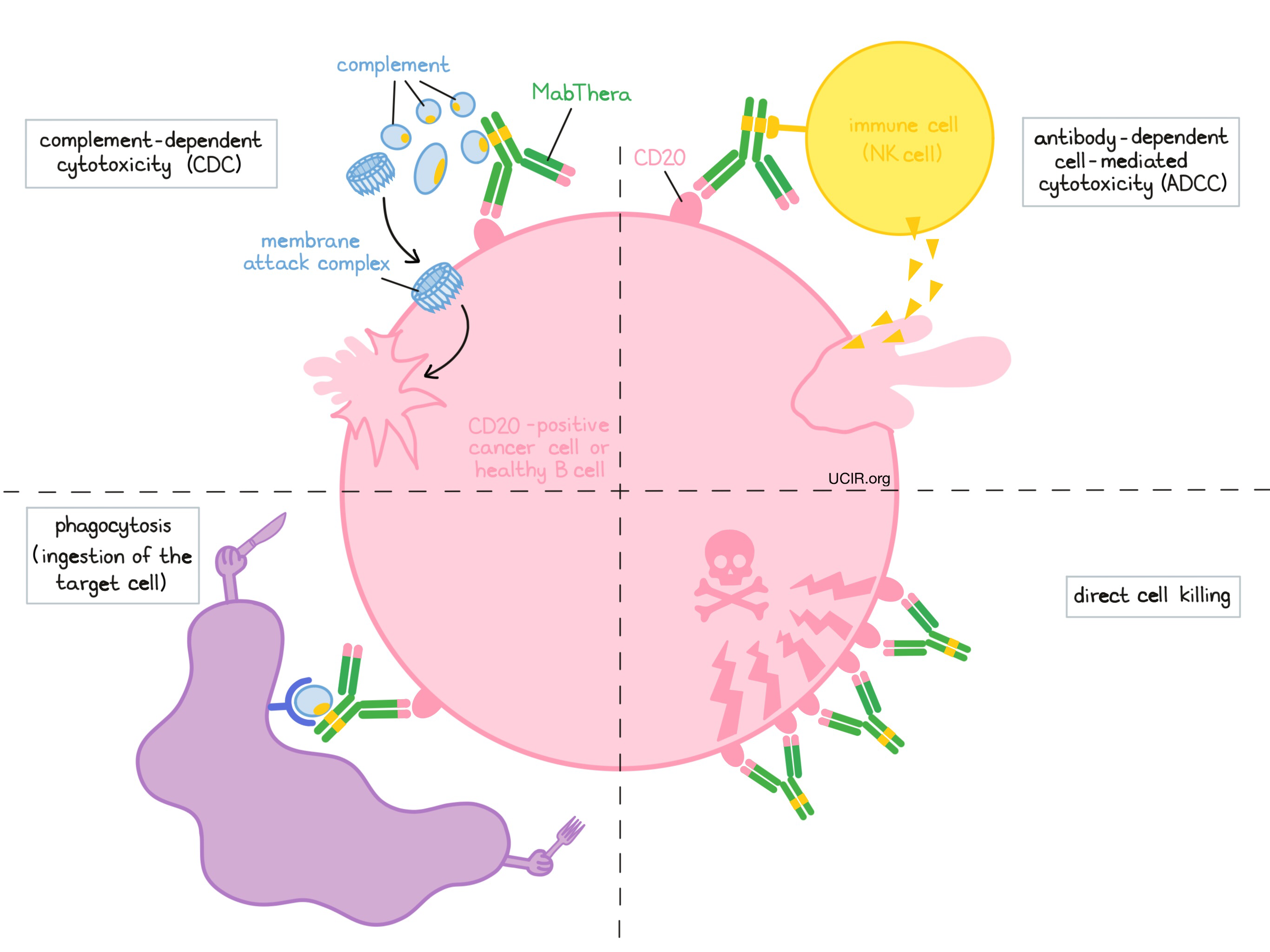 Illustration showing how MabThera works