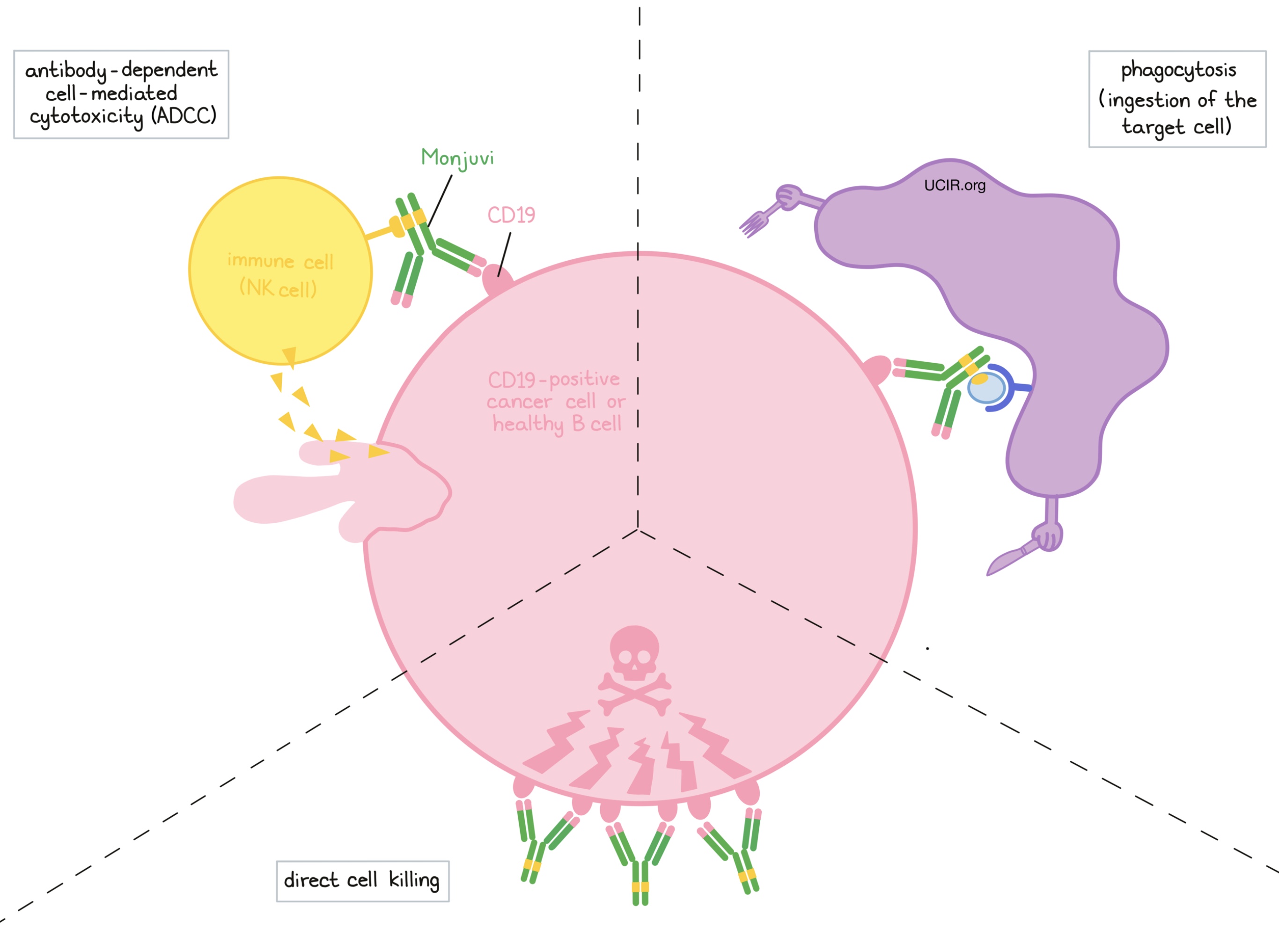 Illustration showing how Monjuvi works 