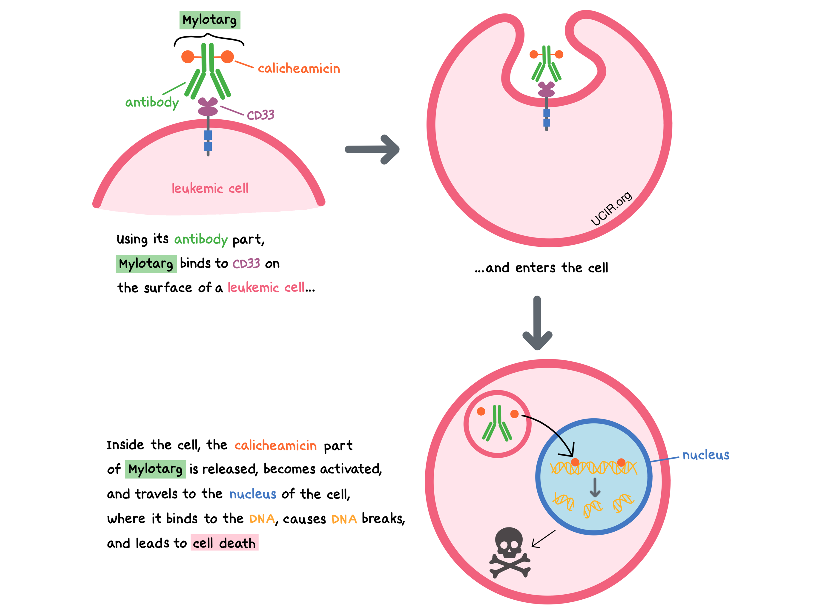 Illustration showing how Mylotarg works