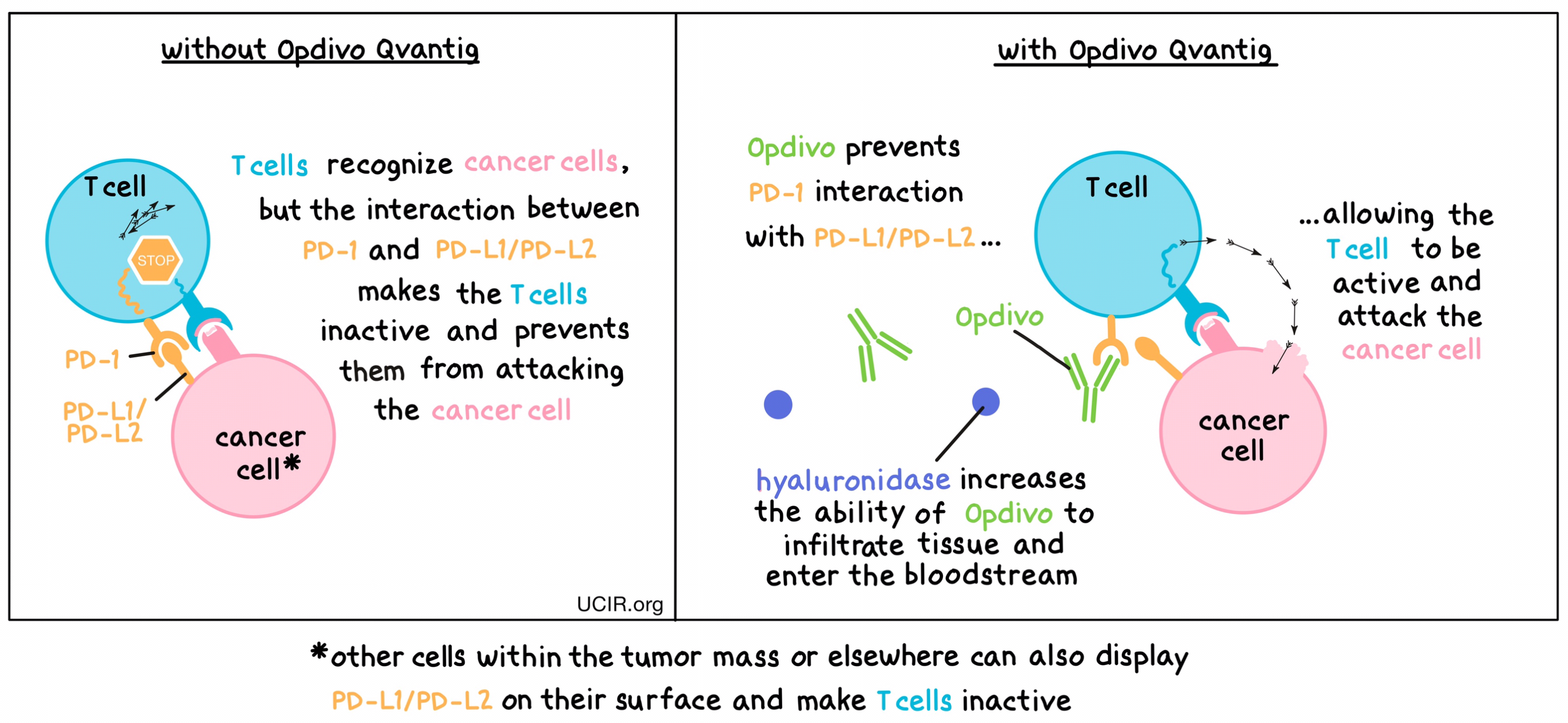 Illustration showing how Opdivo Qvantig works