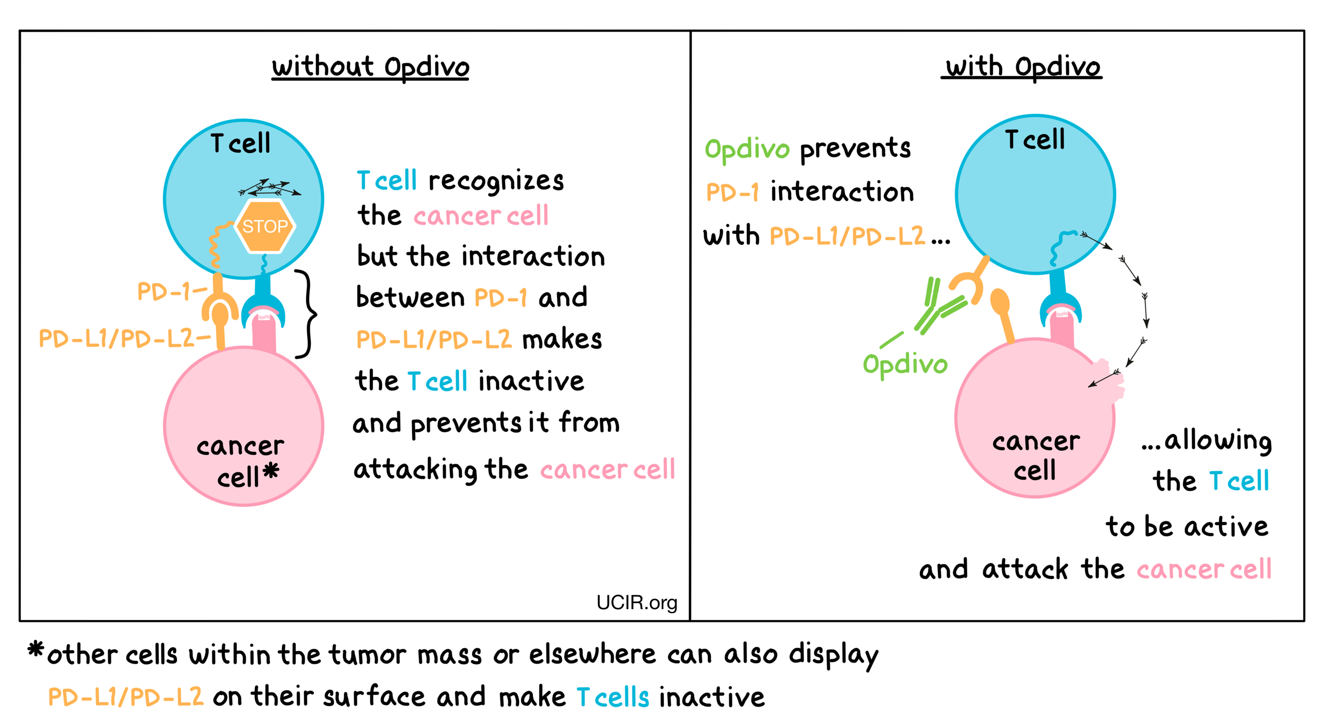 Illustration that show how Opdivo works