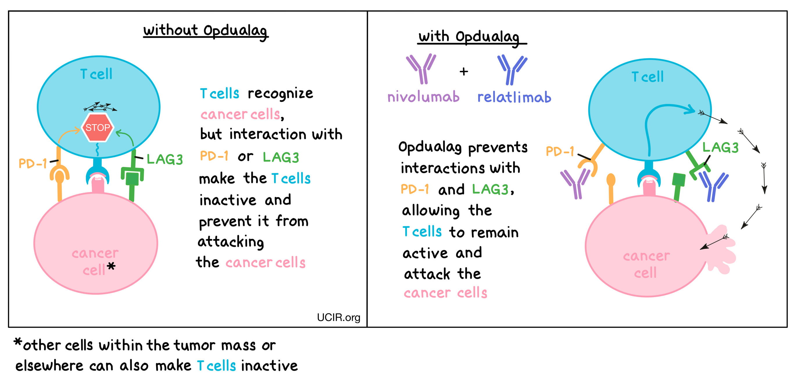 Illustration showing how Opdualag works
