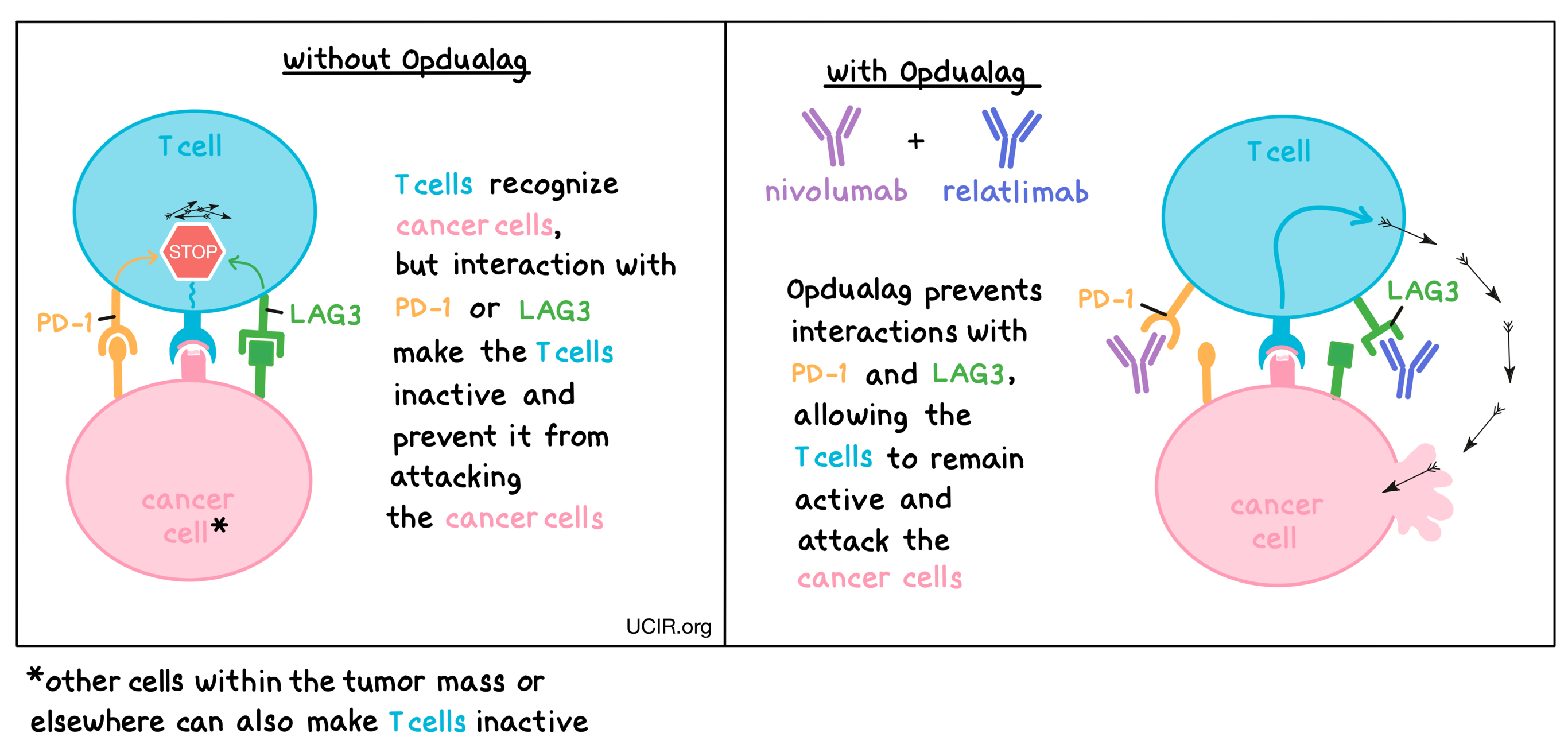 Illustration showing how Opdualag works Illustration showing how Opdualag works