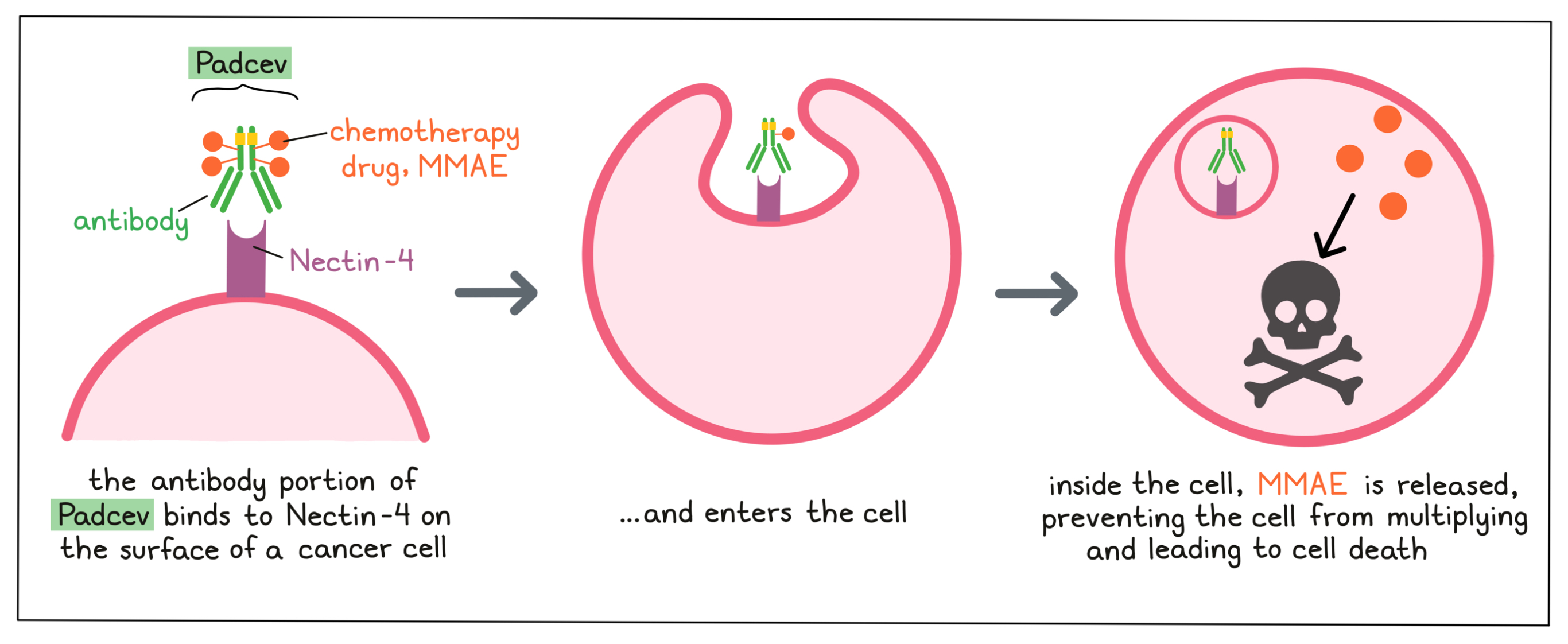 Illustration showing how Padcev works