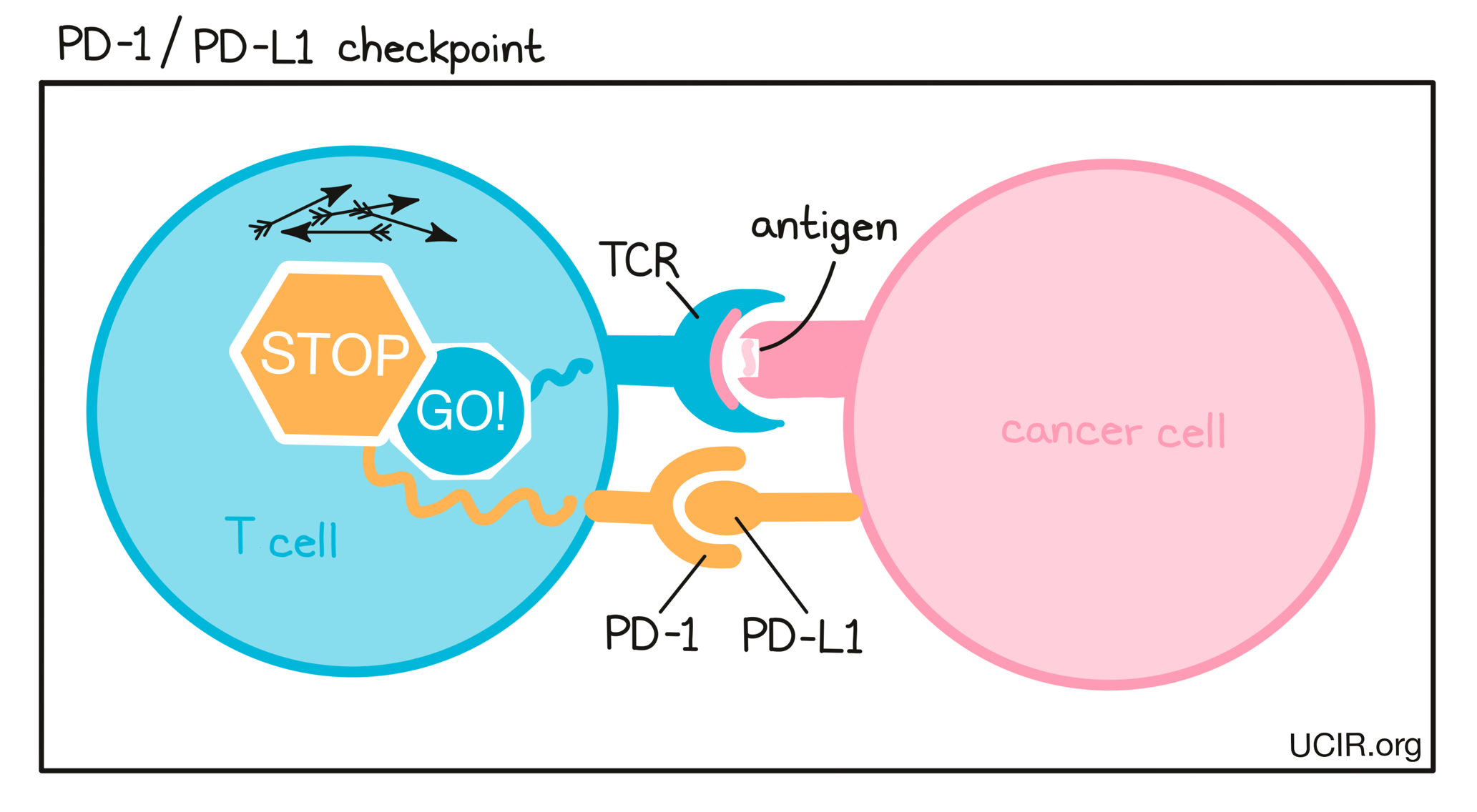 PD-L1/ PD-1 checkpoint blockade illustration