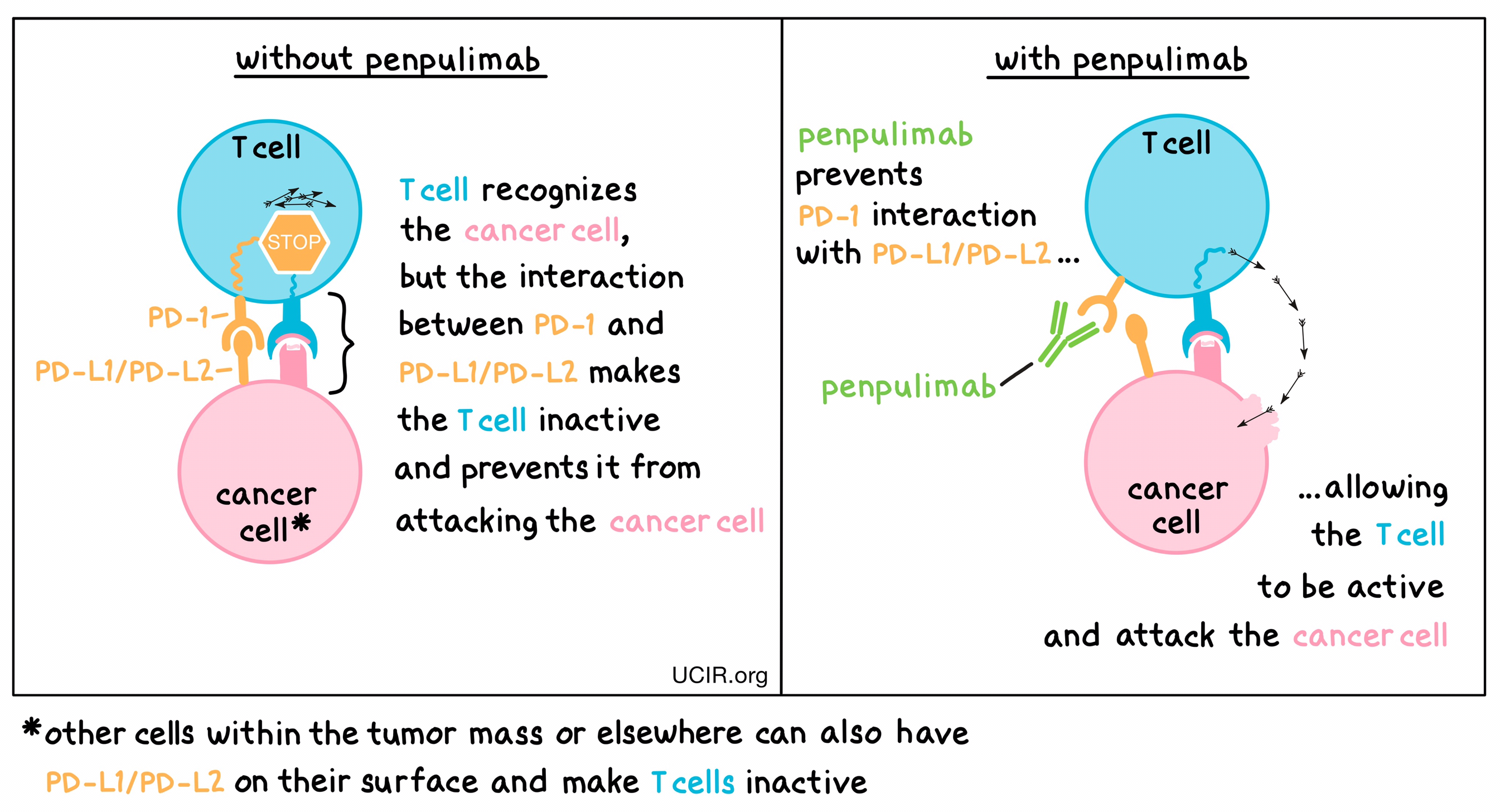 Illustration showing how penpulimab works Illustration showing how penpulimab works