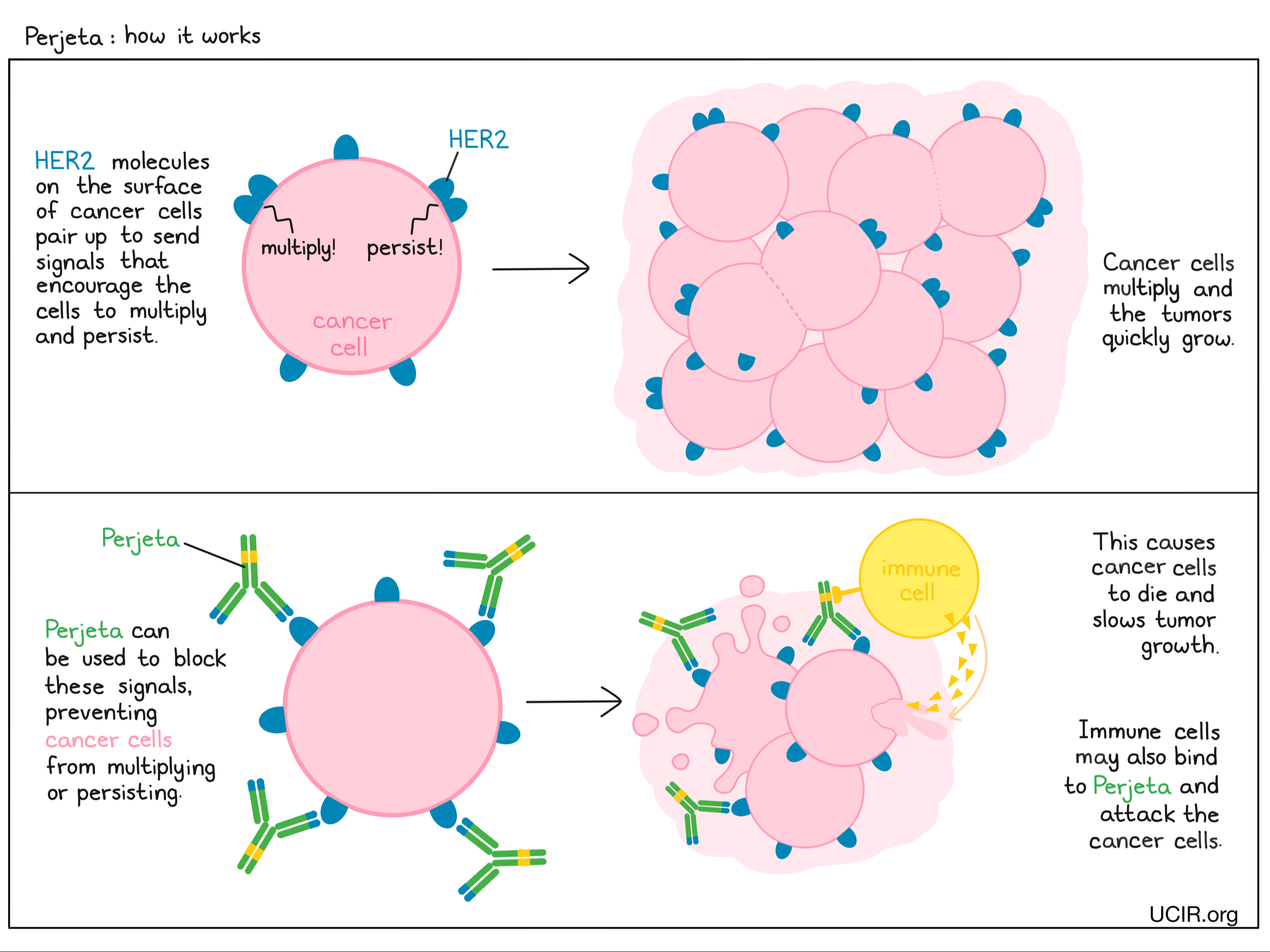 Illustration showing how Perjeta works