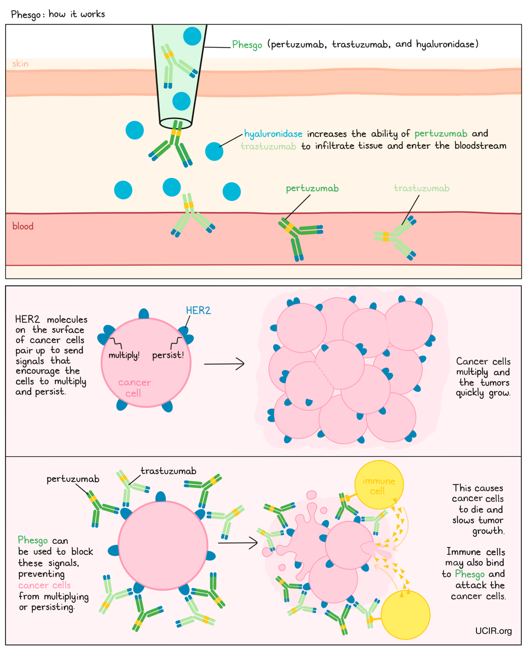 Illustration showing how Phesgo works