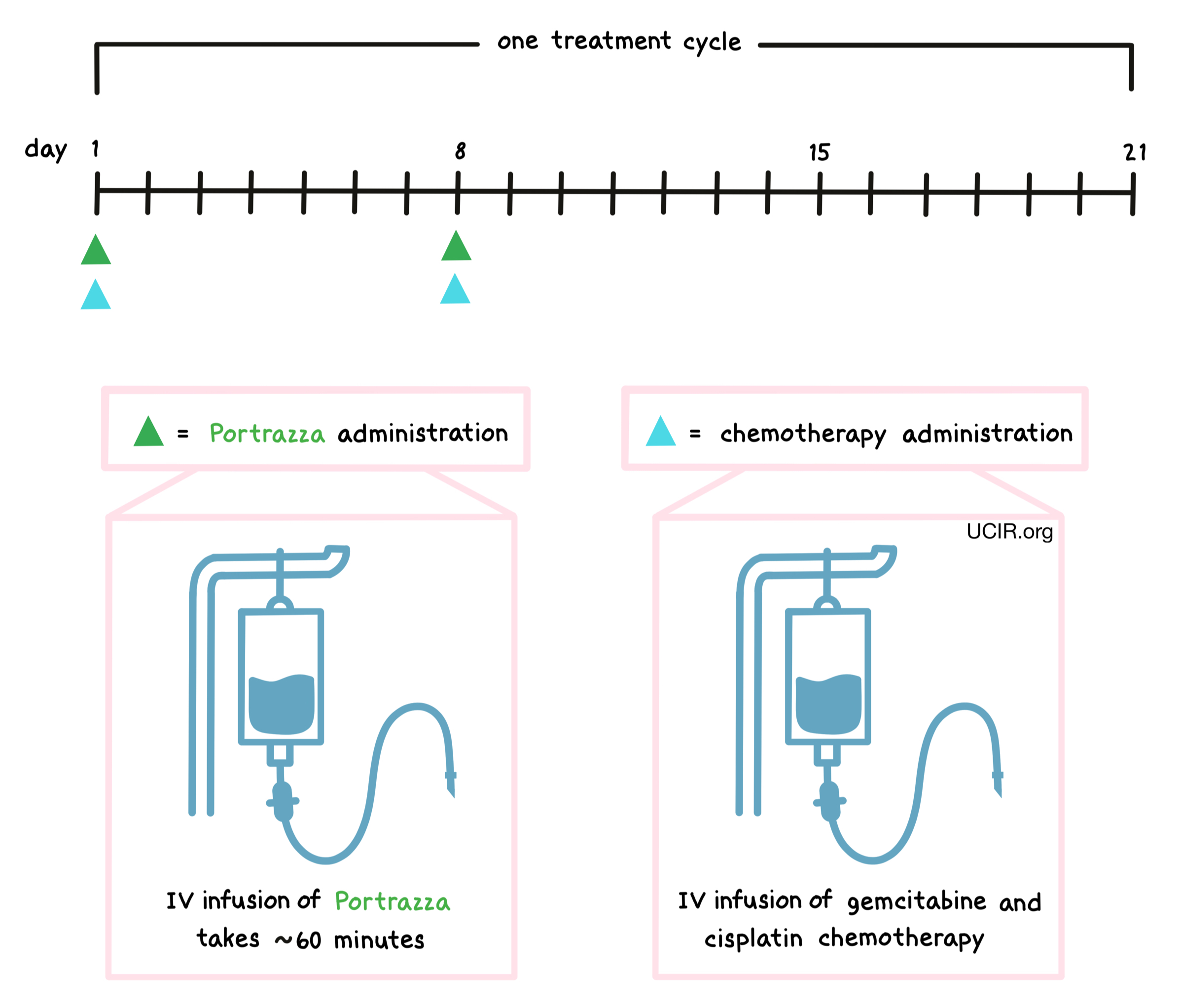 Illustration showing how Portrazza is administered to patients