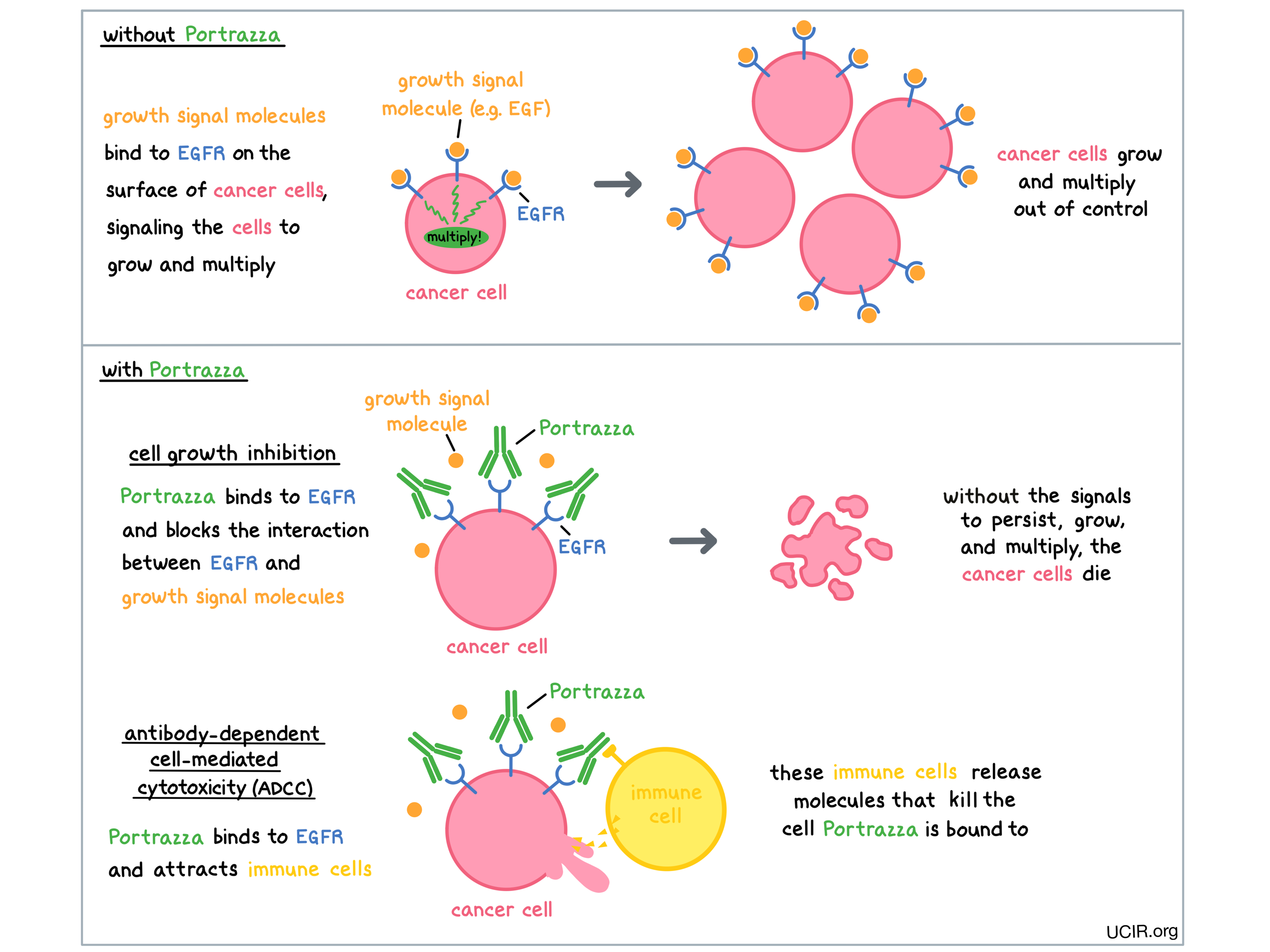 Illustration showing how Portrazza works