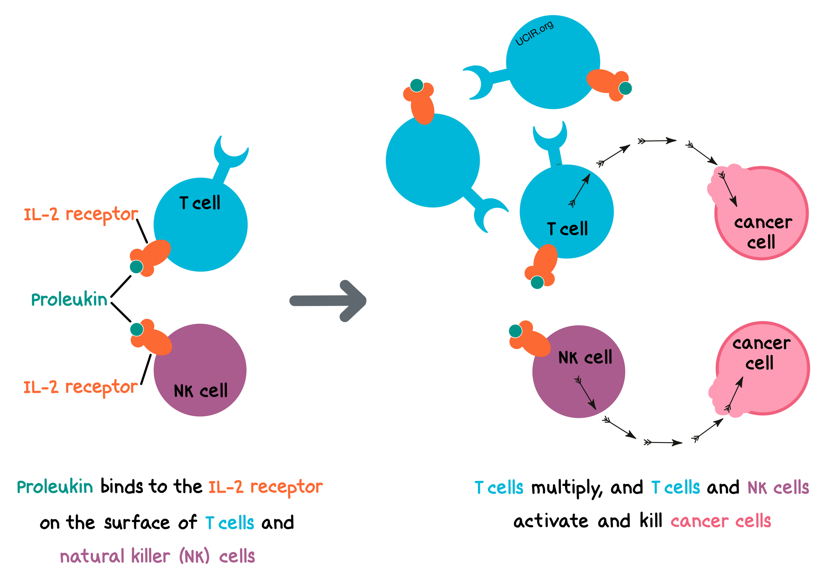 Illustration showing how Proleukin works