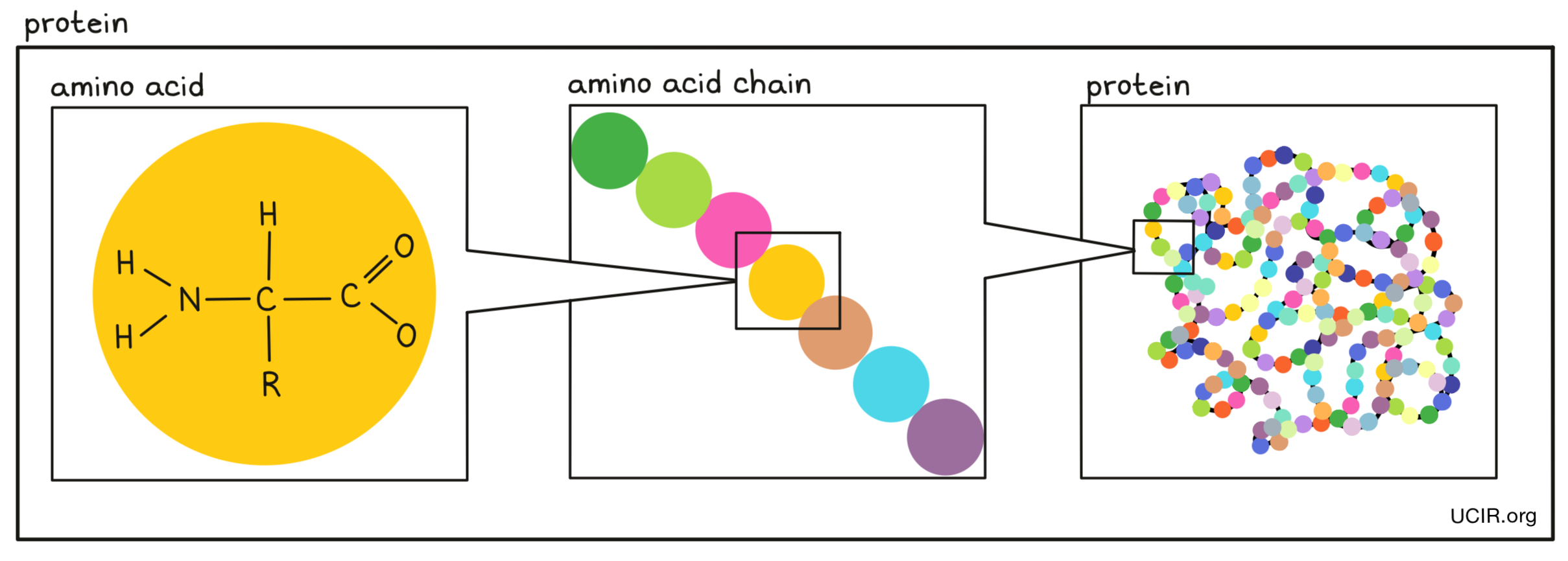 Protein illustrated
