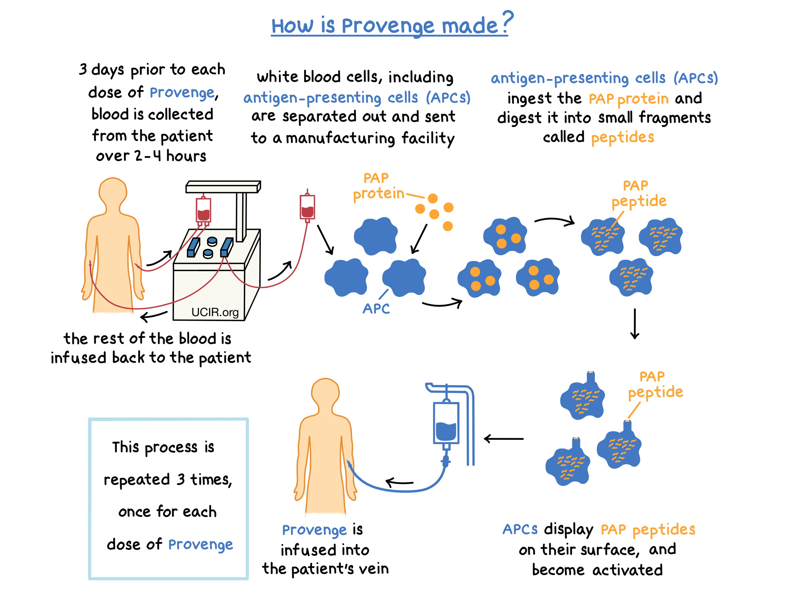 Illustration showing how Provenge is made