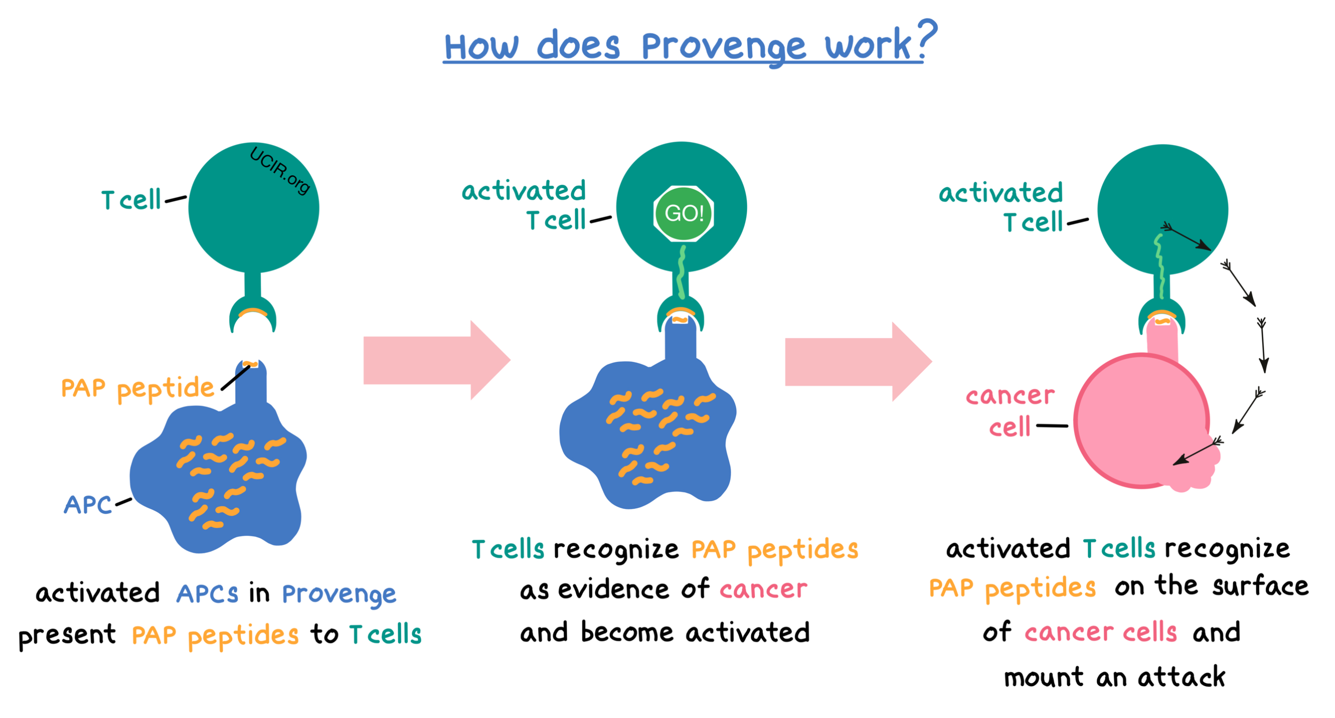Illustration showing how Provenge works
