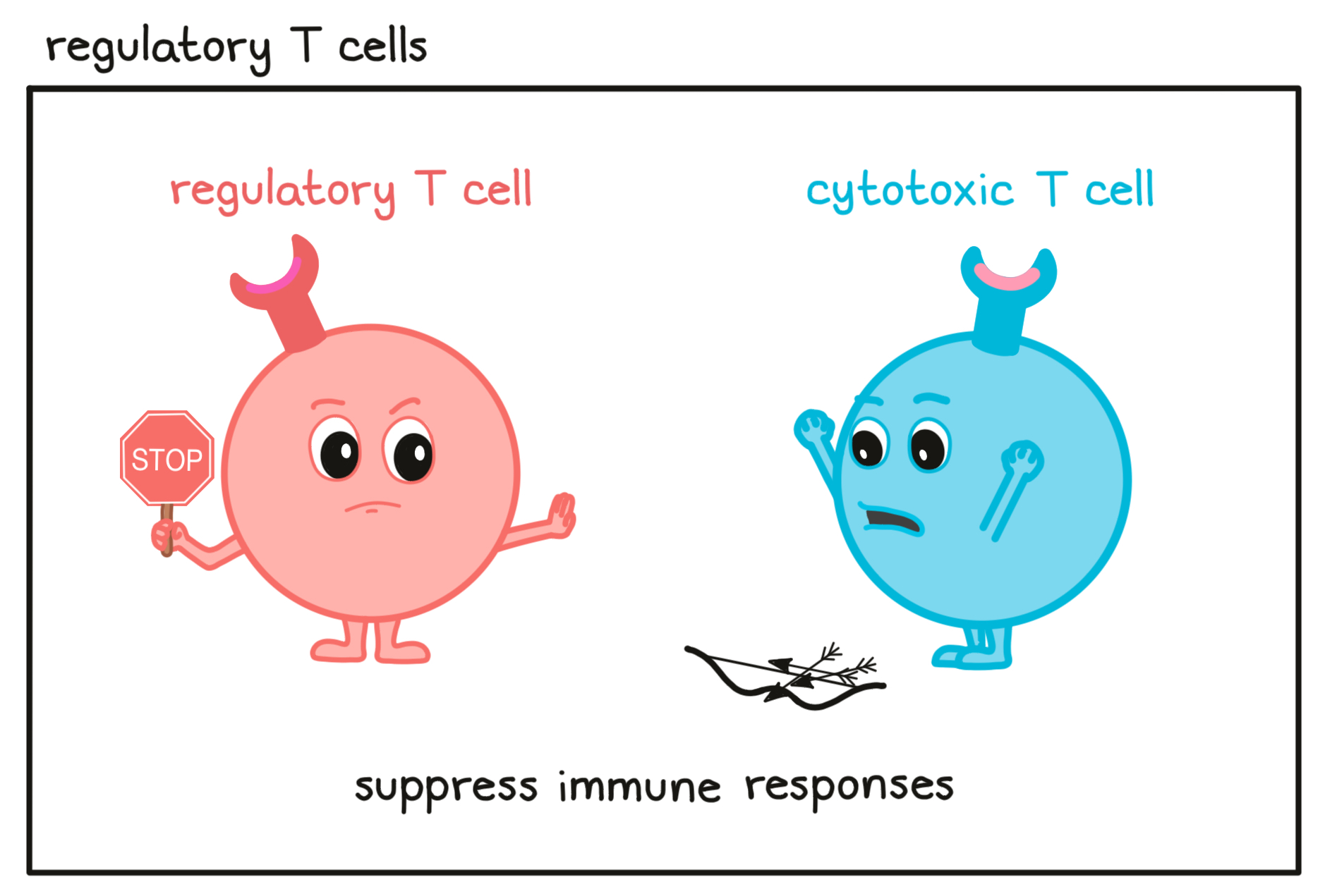 Regulatory T cells illustrated
