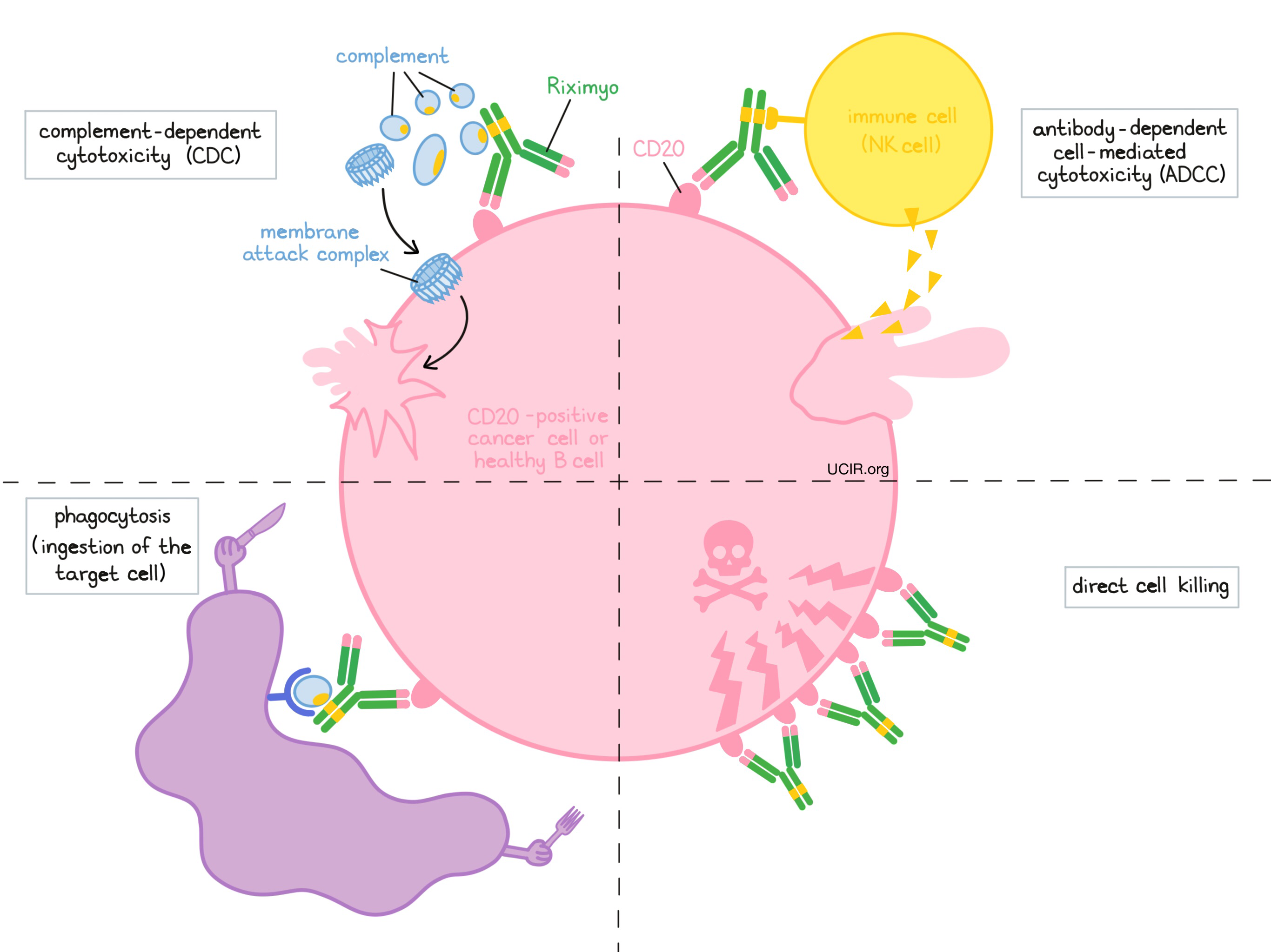 Illustration showing how Riximyo works 