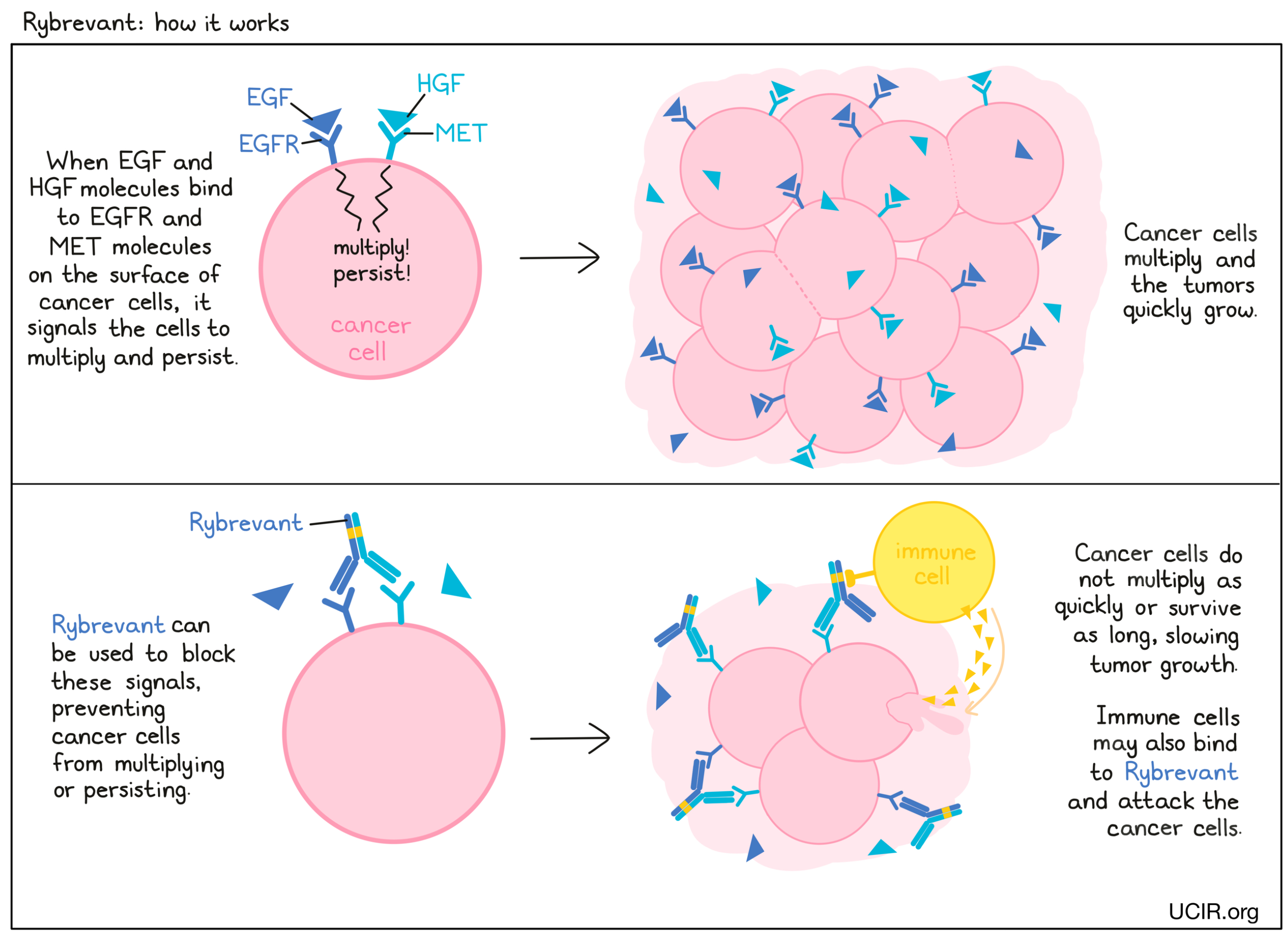 Illustration showing how Rybevant works