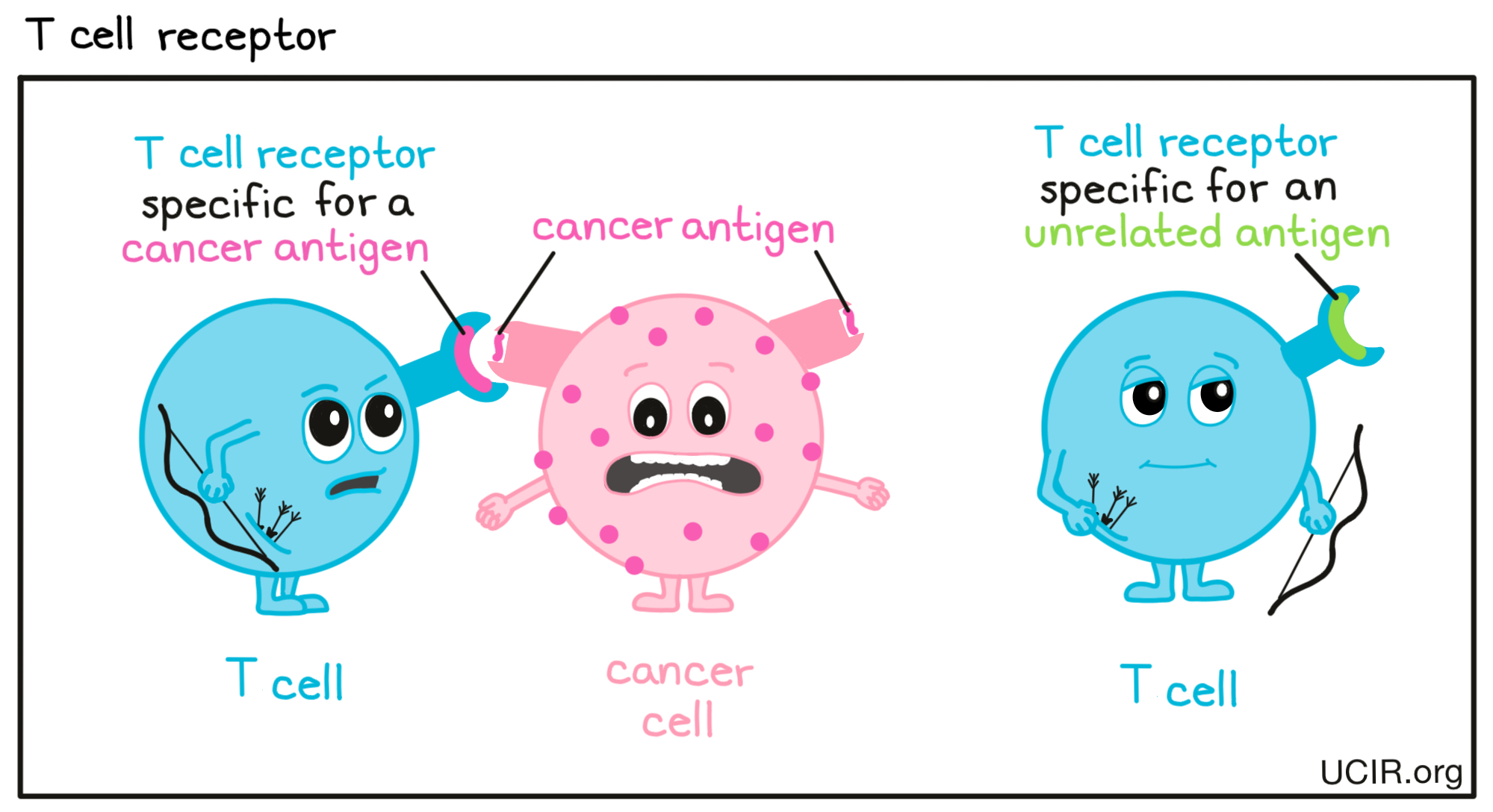 TCR illustrated