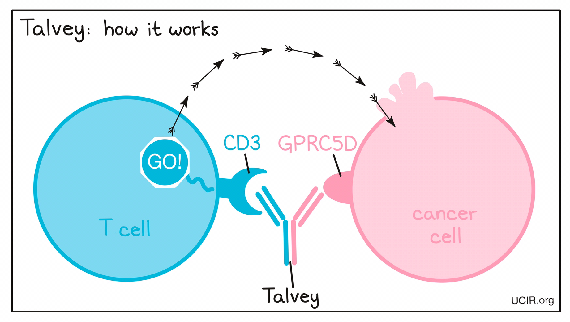 Illustration showing how Talvey works