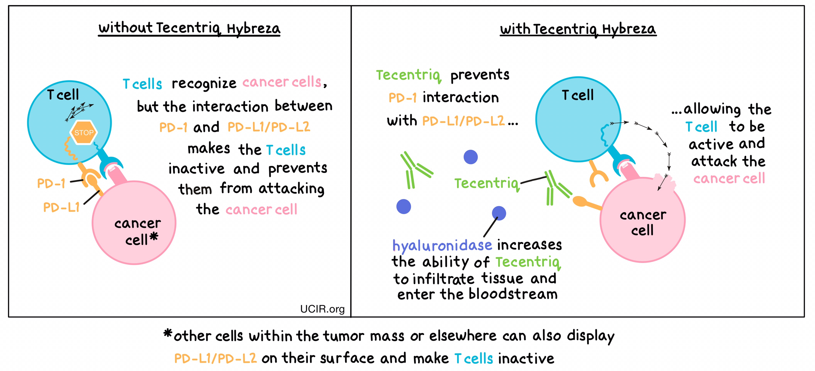 Illustration showing how Tecentriq Hybreza works
