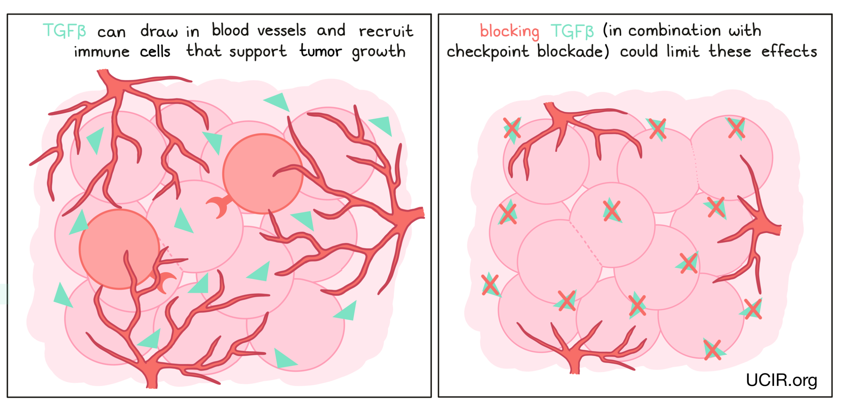 Illustration showing what blocking TGFβ does