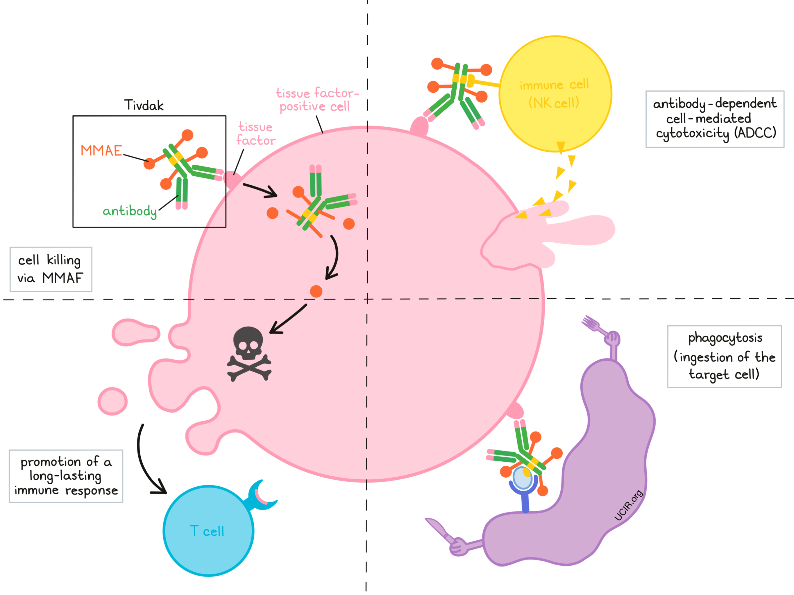 Illustration showing how Tivdak works