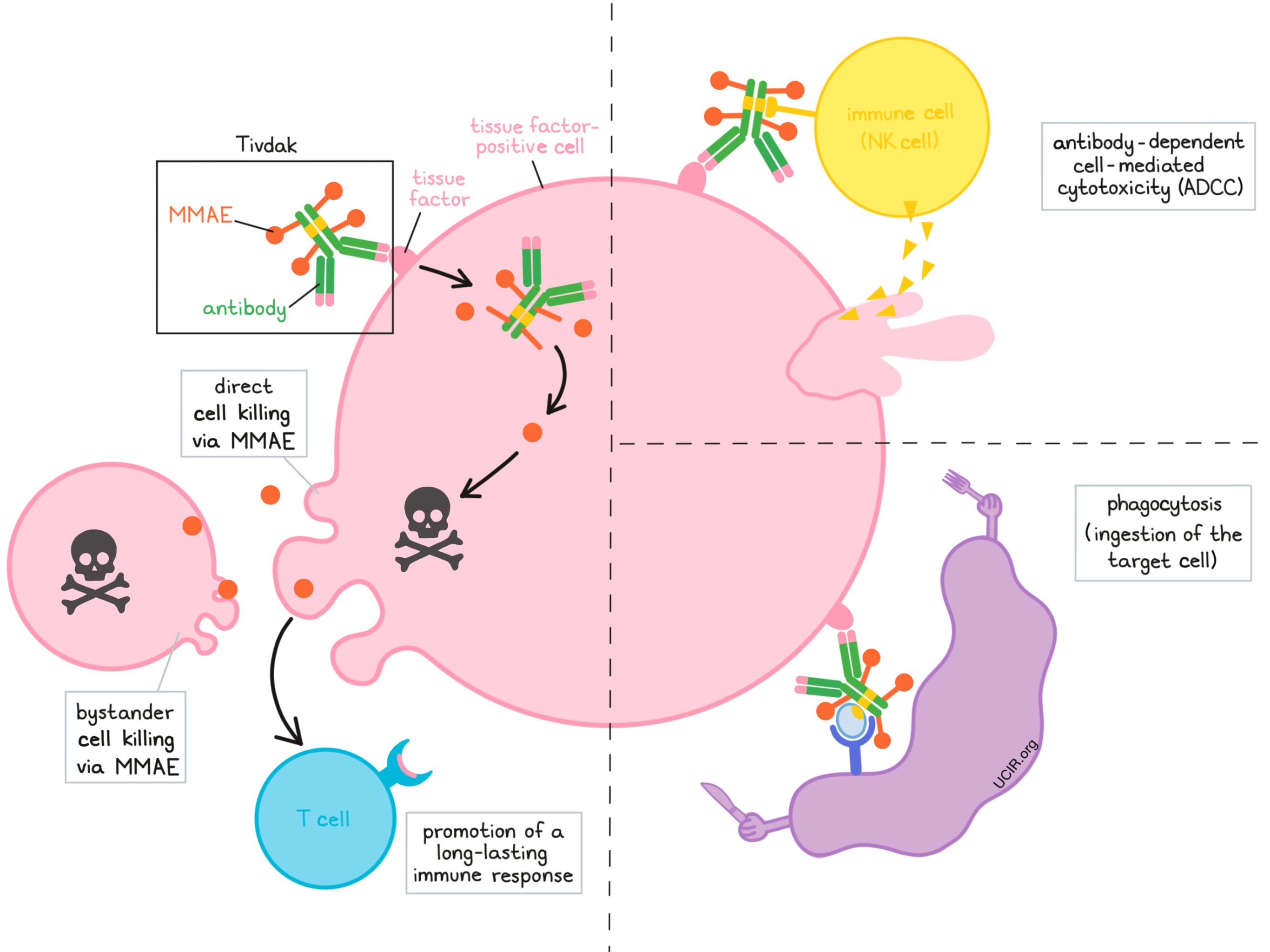Illustration showing how Tivdak works Illustration showing how Tivdak works