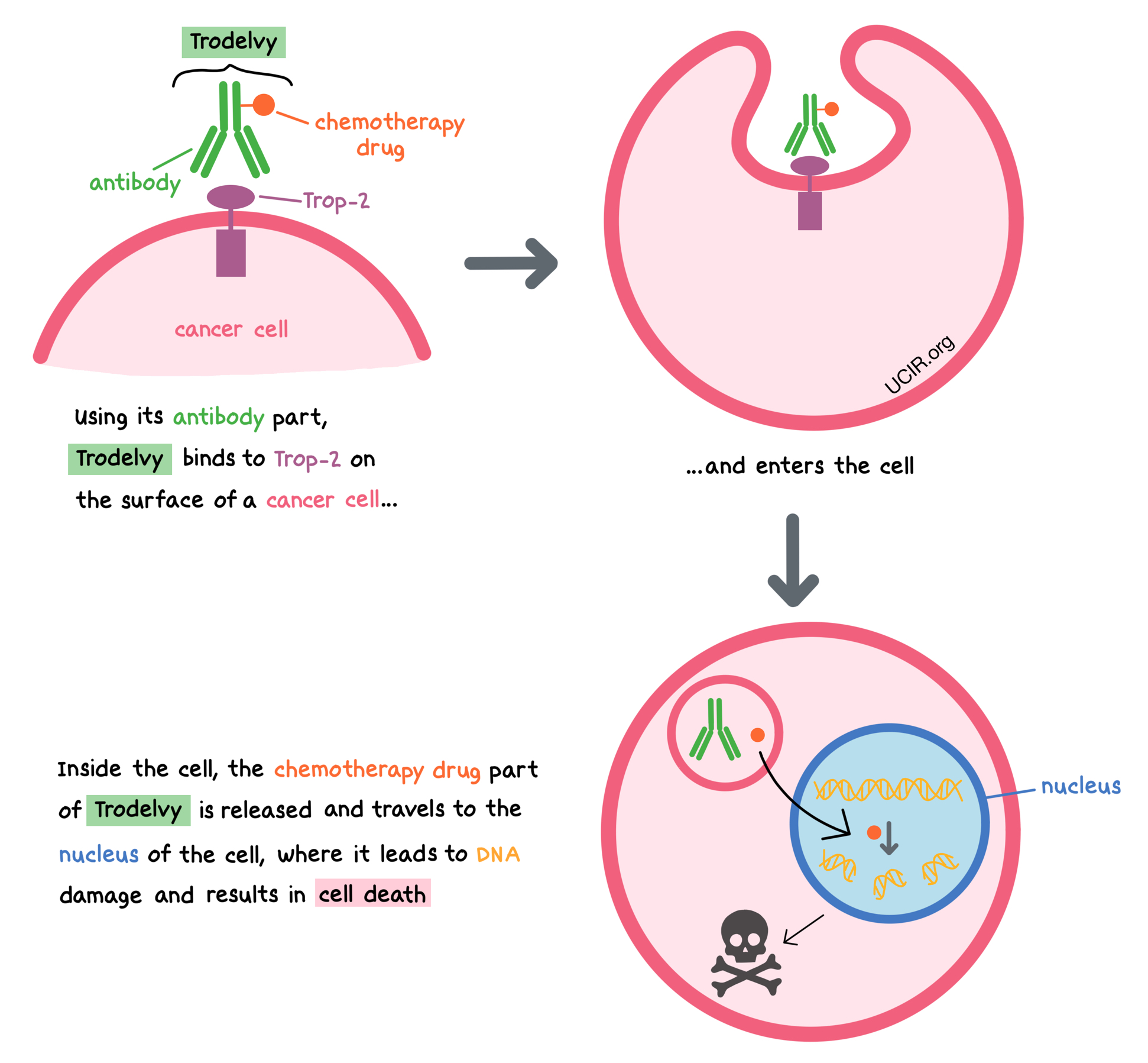 Illustration showing how Trodelvy works