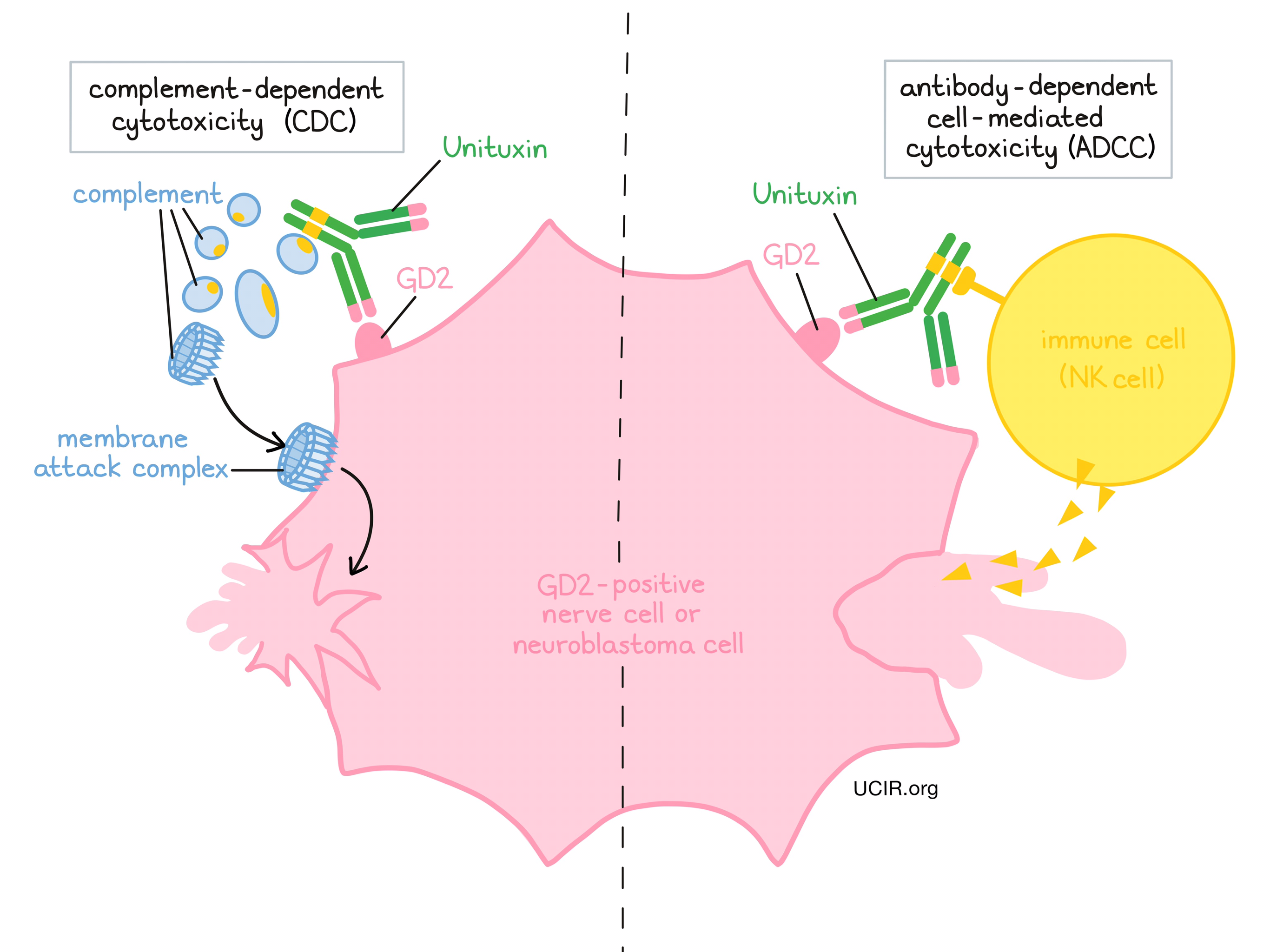 Illustration showing how Unituxin works
