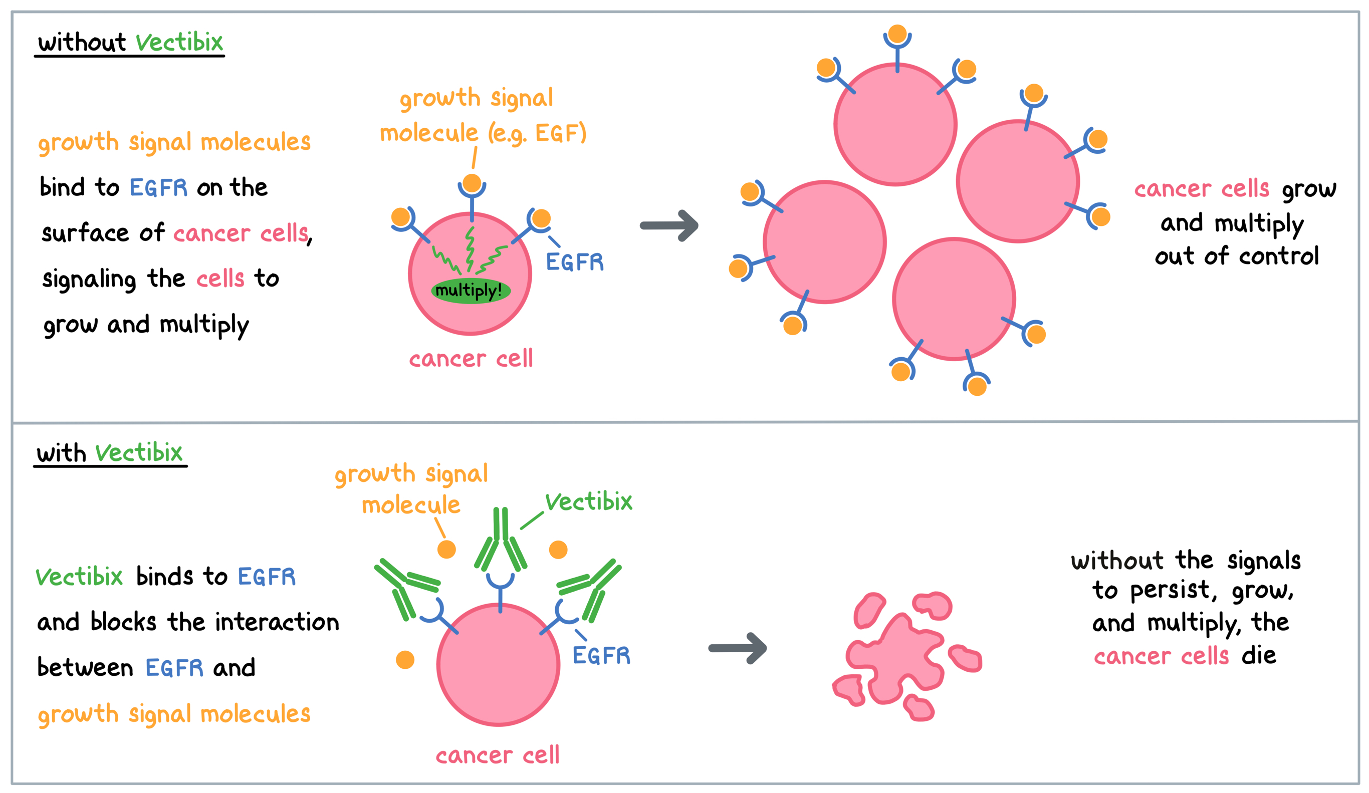 Illustration showing how Vectibix works