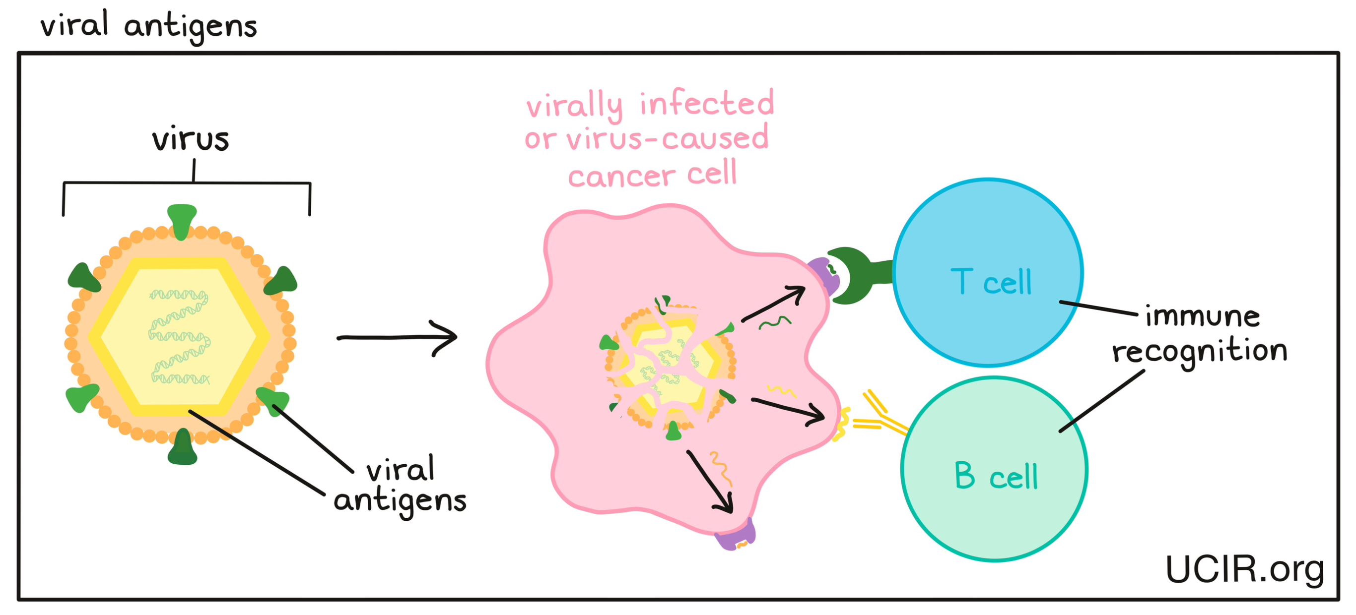 Viral antigen illustrated