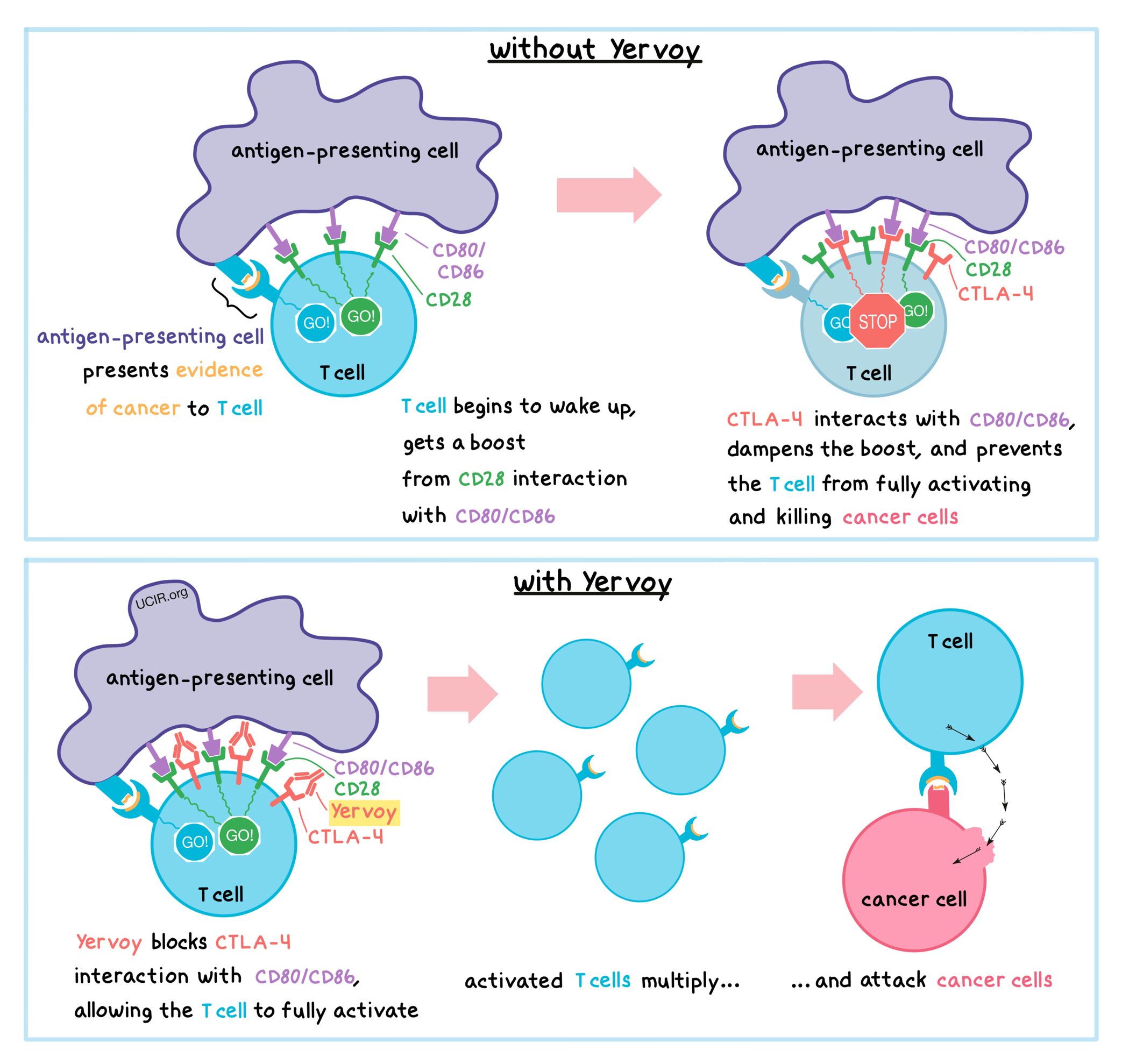 Illustration showing how Yervoy works