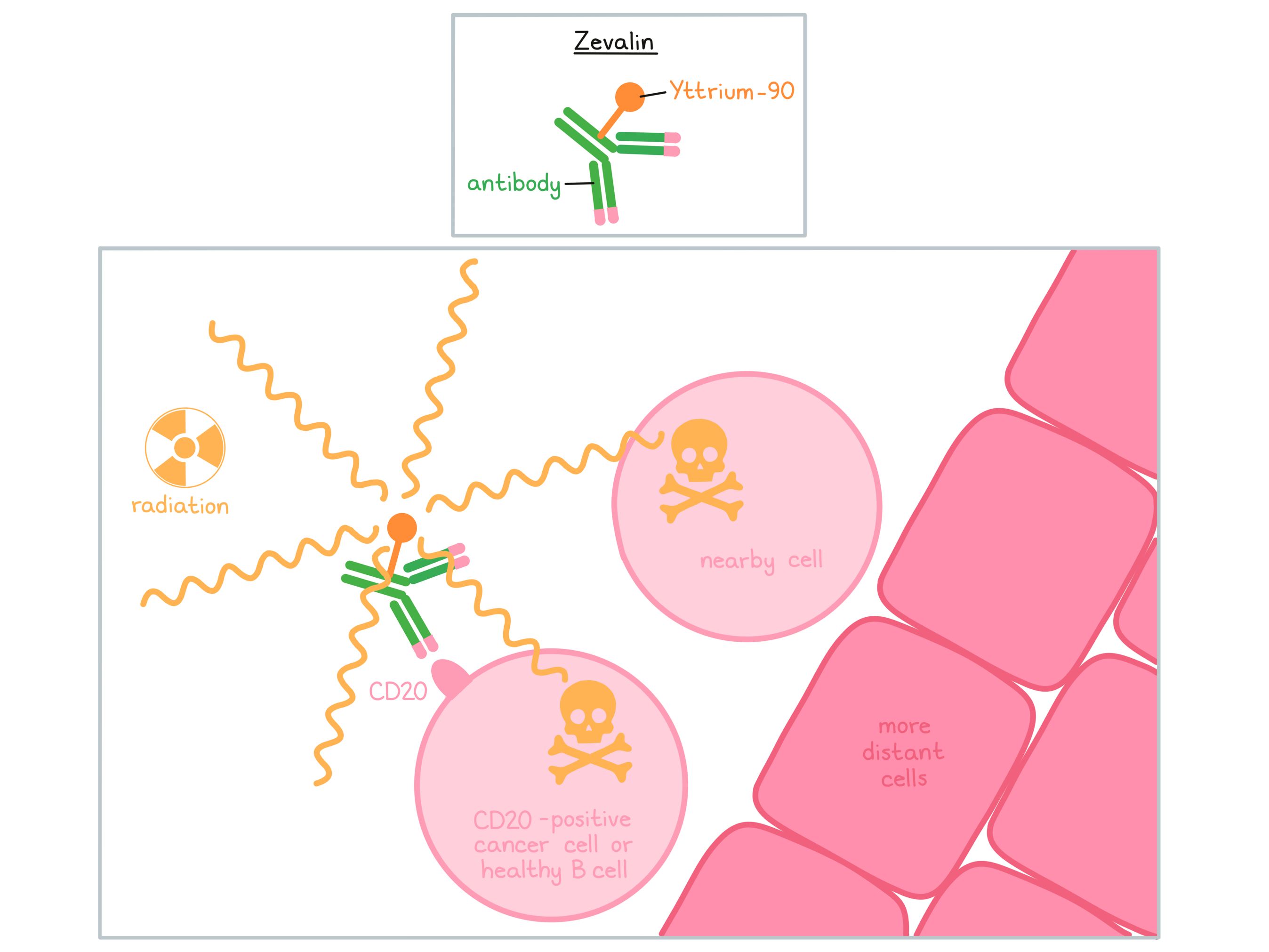 Illustration showing how Zevalin works Illustration showing how Zevalin works