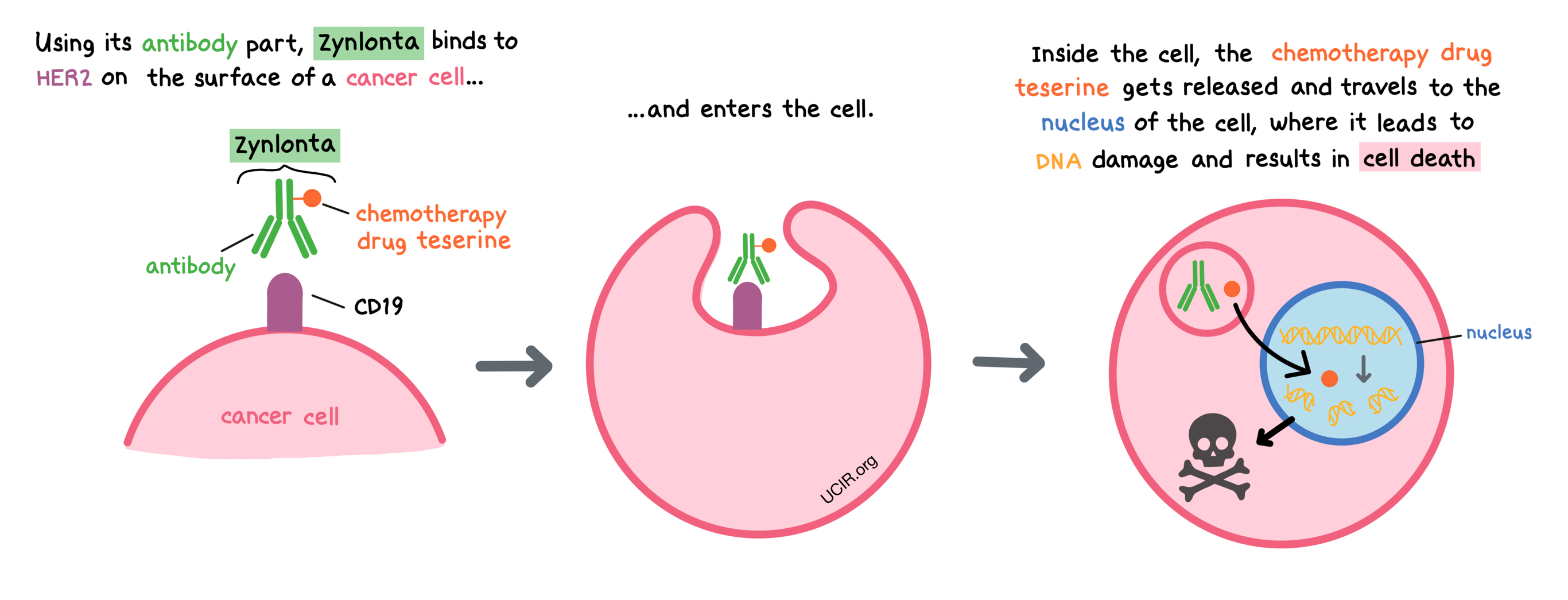 Illustration showing how Zynlonta works (diagram)